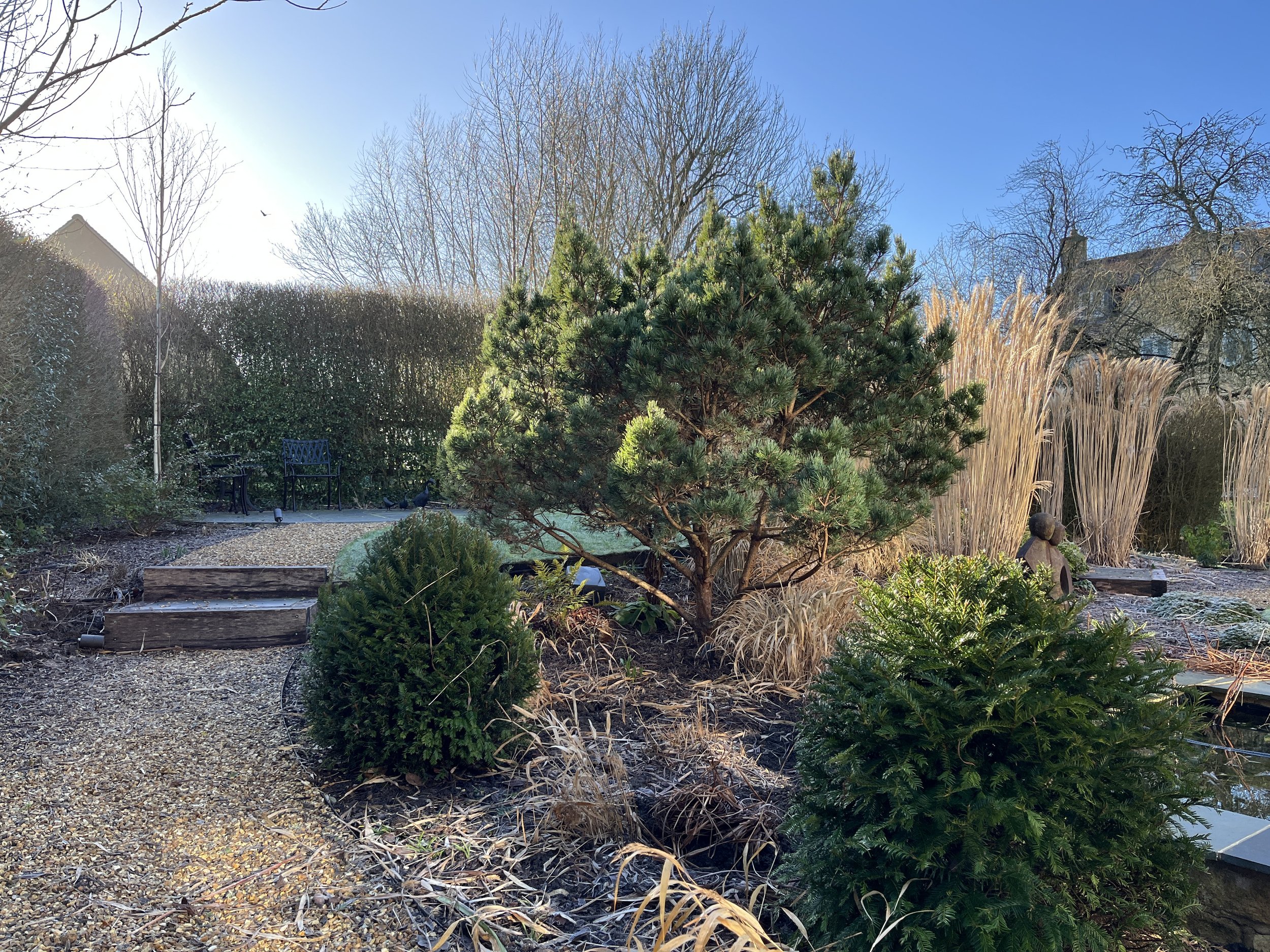 Multi stem pinus watereri.jpeg