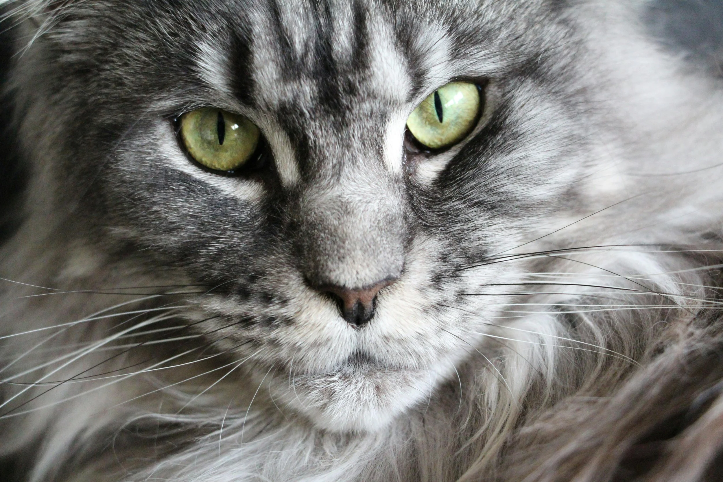 Maine Coon.jpg