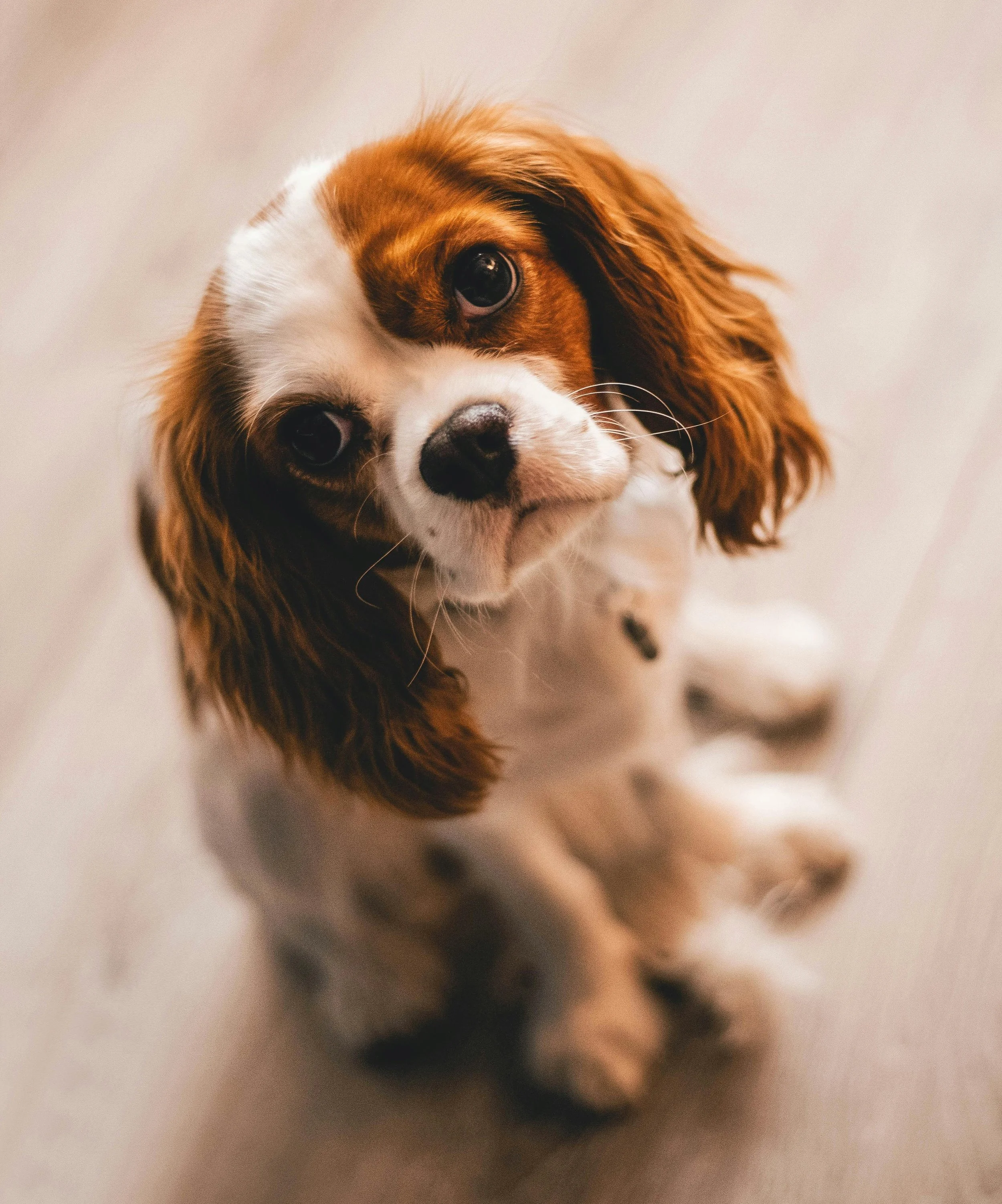 Cavalier King Charles Spaniel.jpg