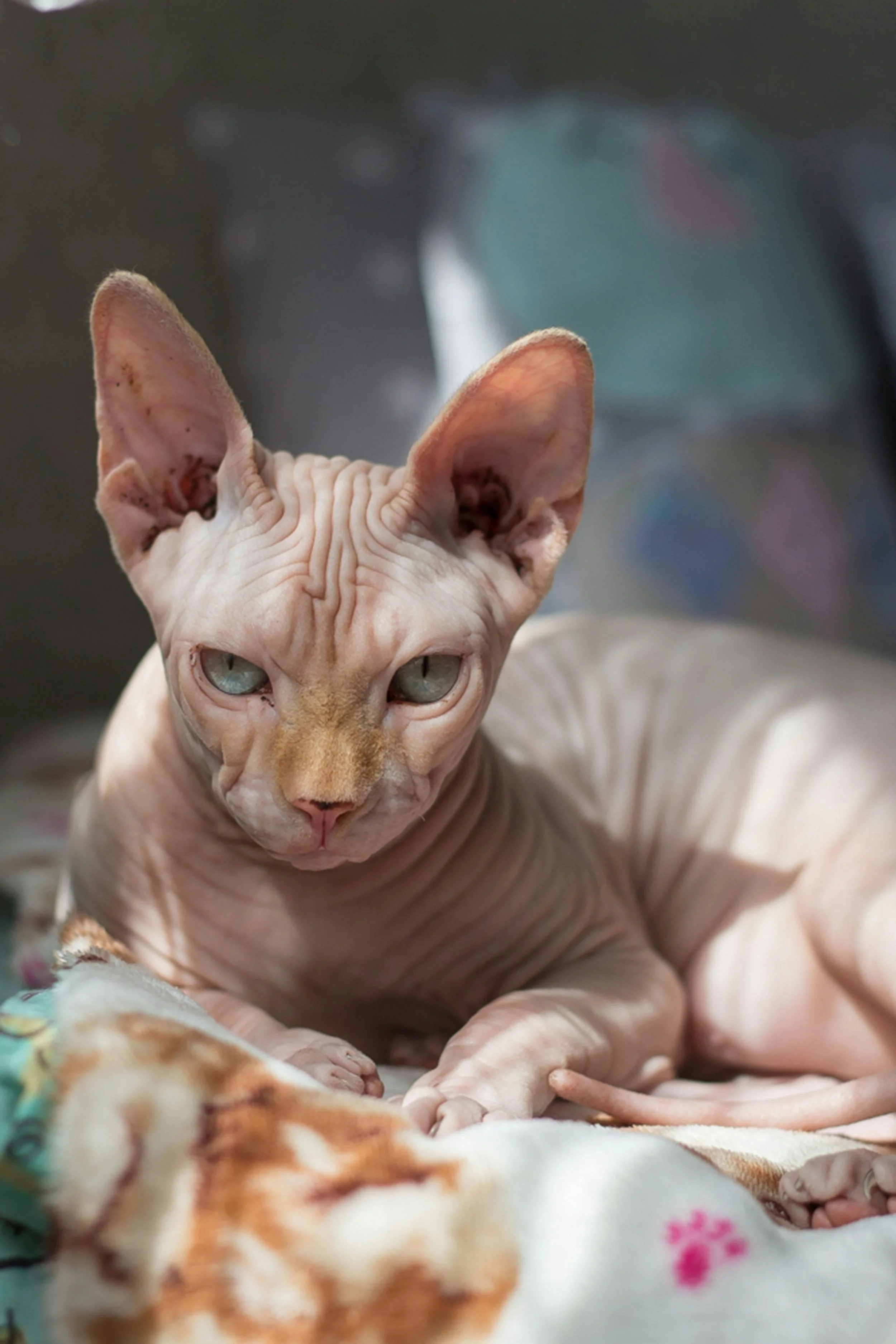 Sphynx.jpg
