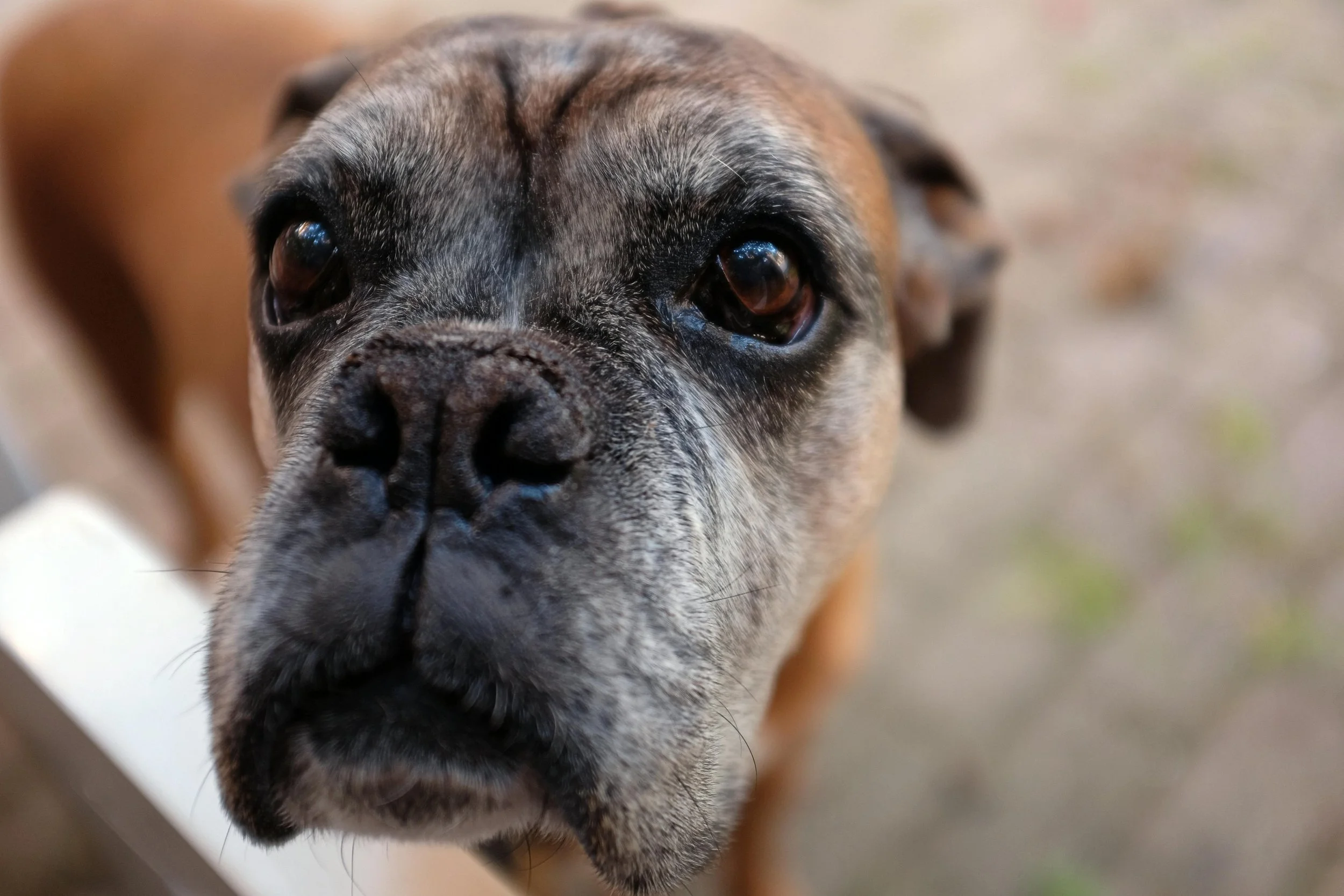 Boxer-2.jpg