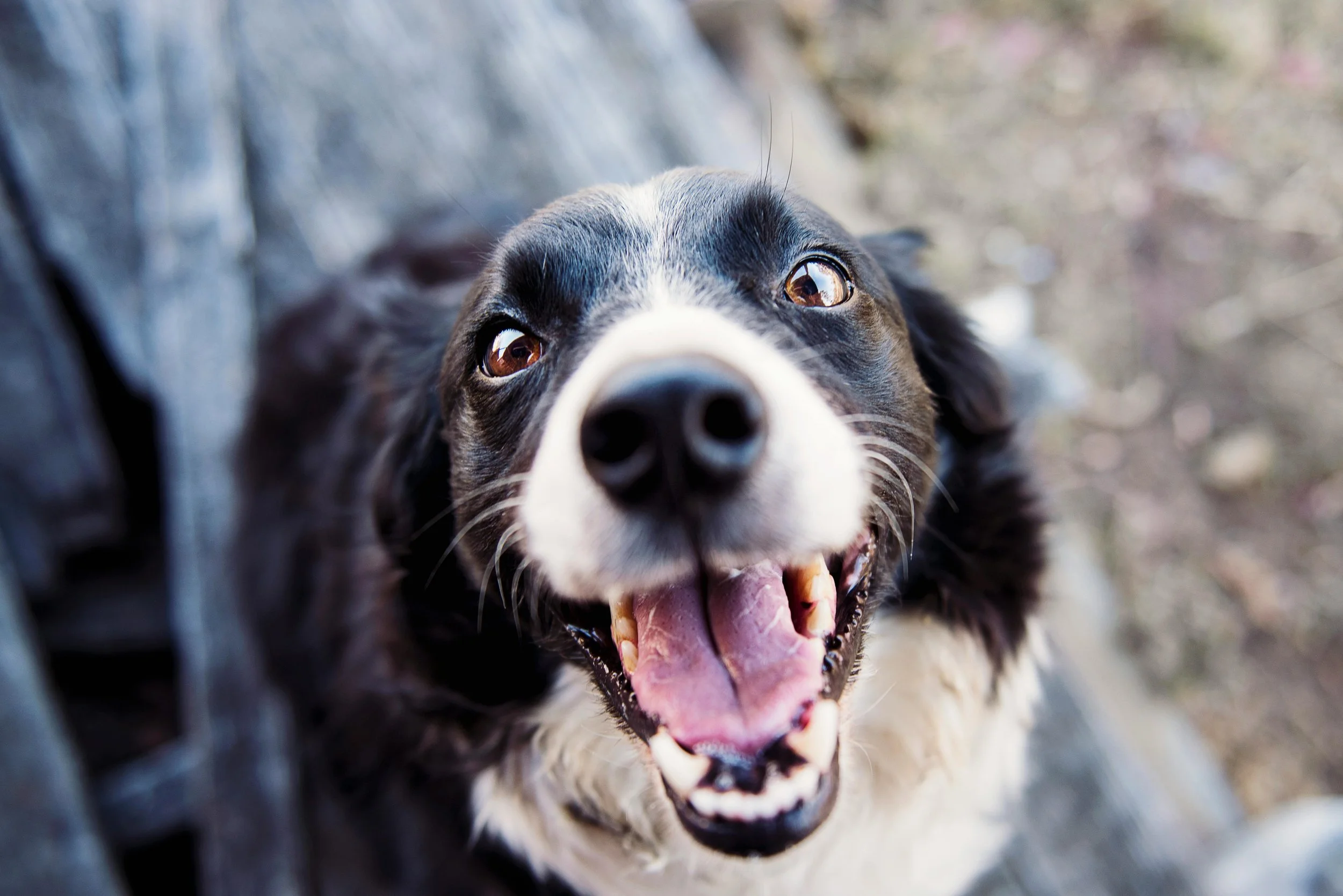 Border Collie-3.jpg