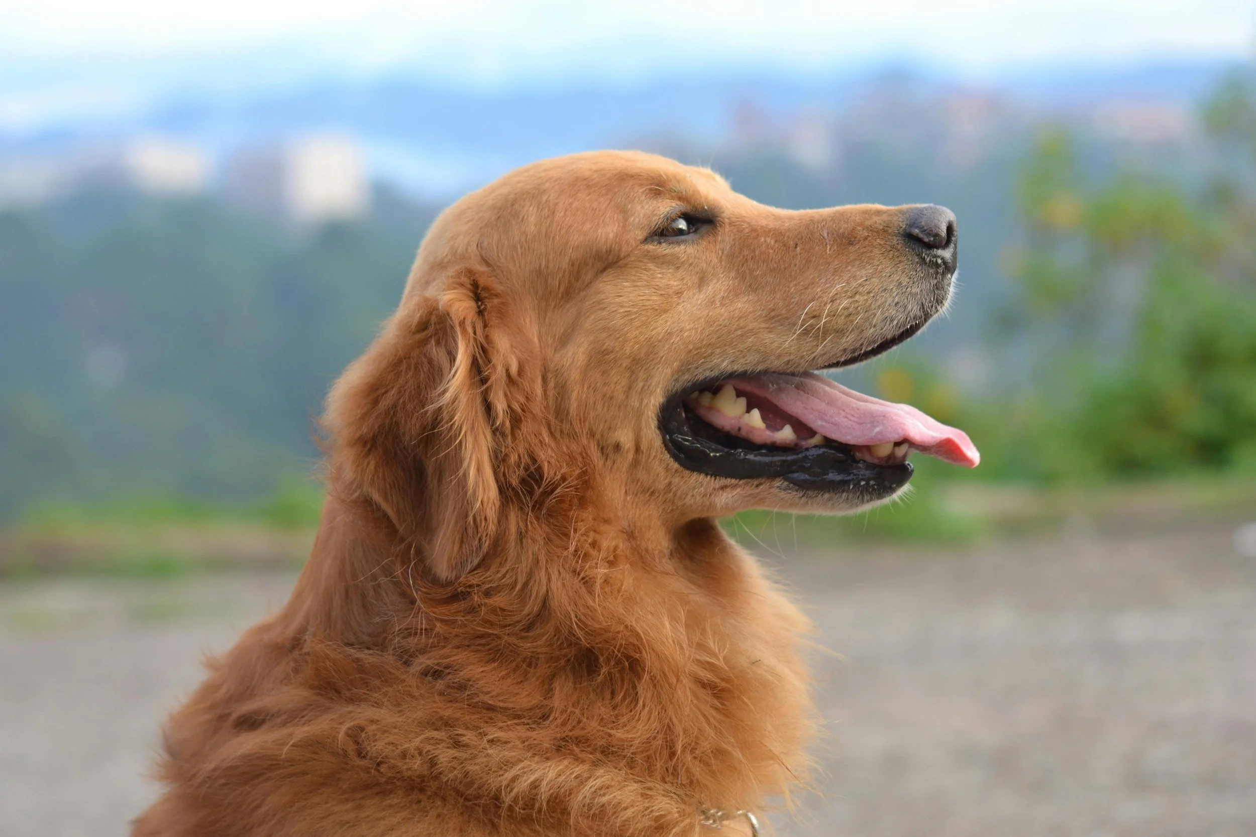 Golden Retriever-2.jpg