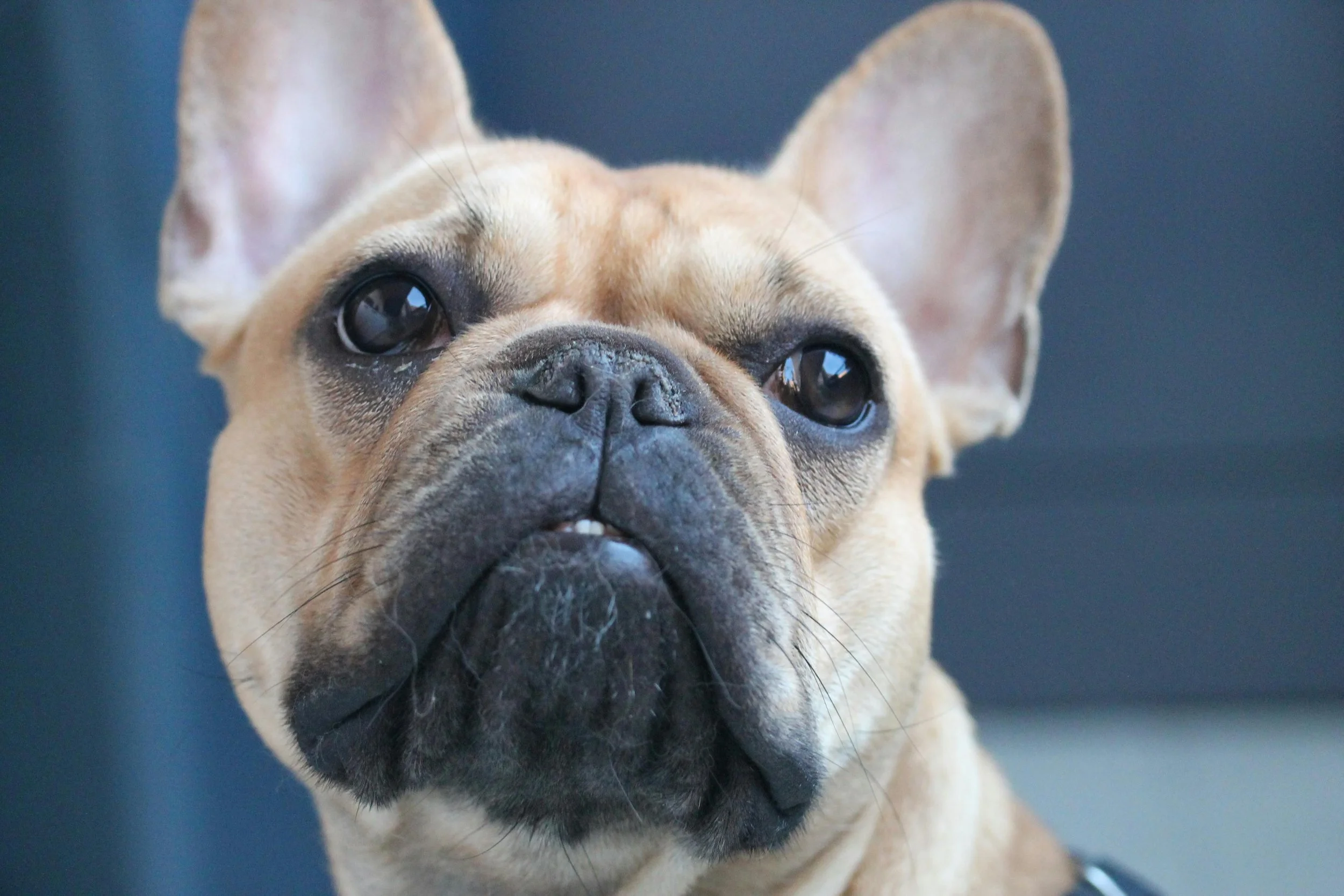 Bouledogue Français.jpg