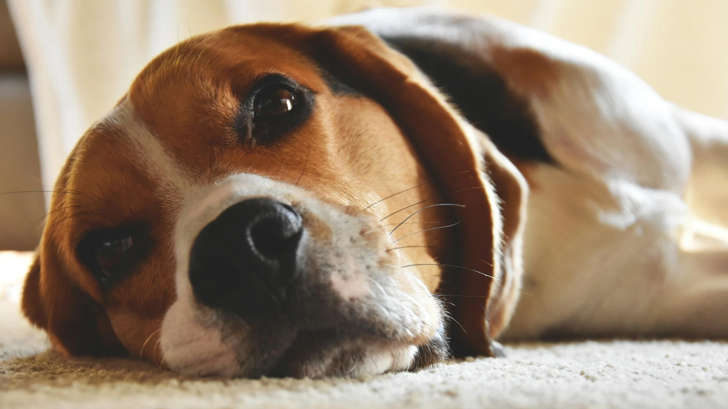 Beagle.jpg