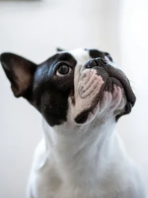 french-bulldog.webp