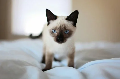 siamese-cat.webp