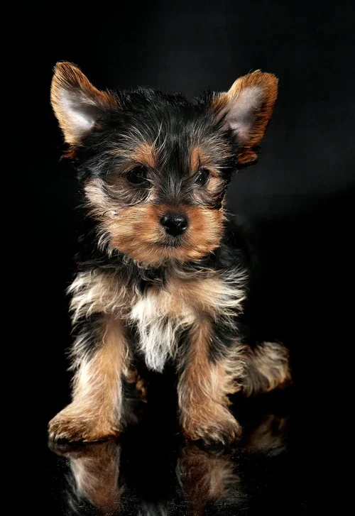 yorkshire-terrier-dog.webp