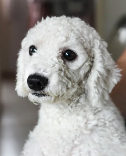 poodle-dog.webp