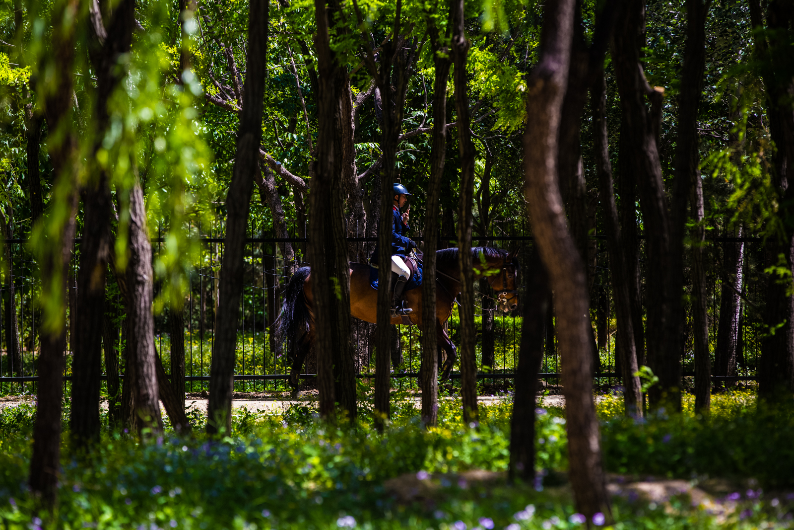 Longines FEI World Cup Jumping - China League at Chaoyang Park on May 3, 2016 in Beijing, China.