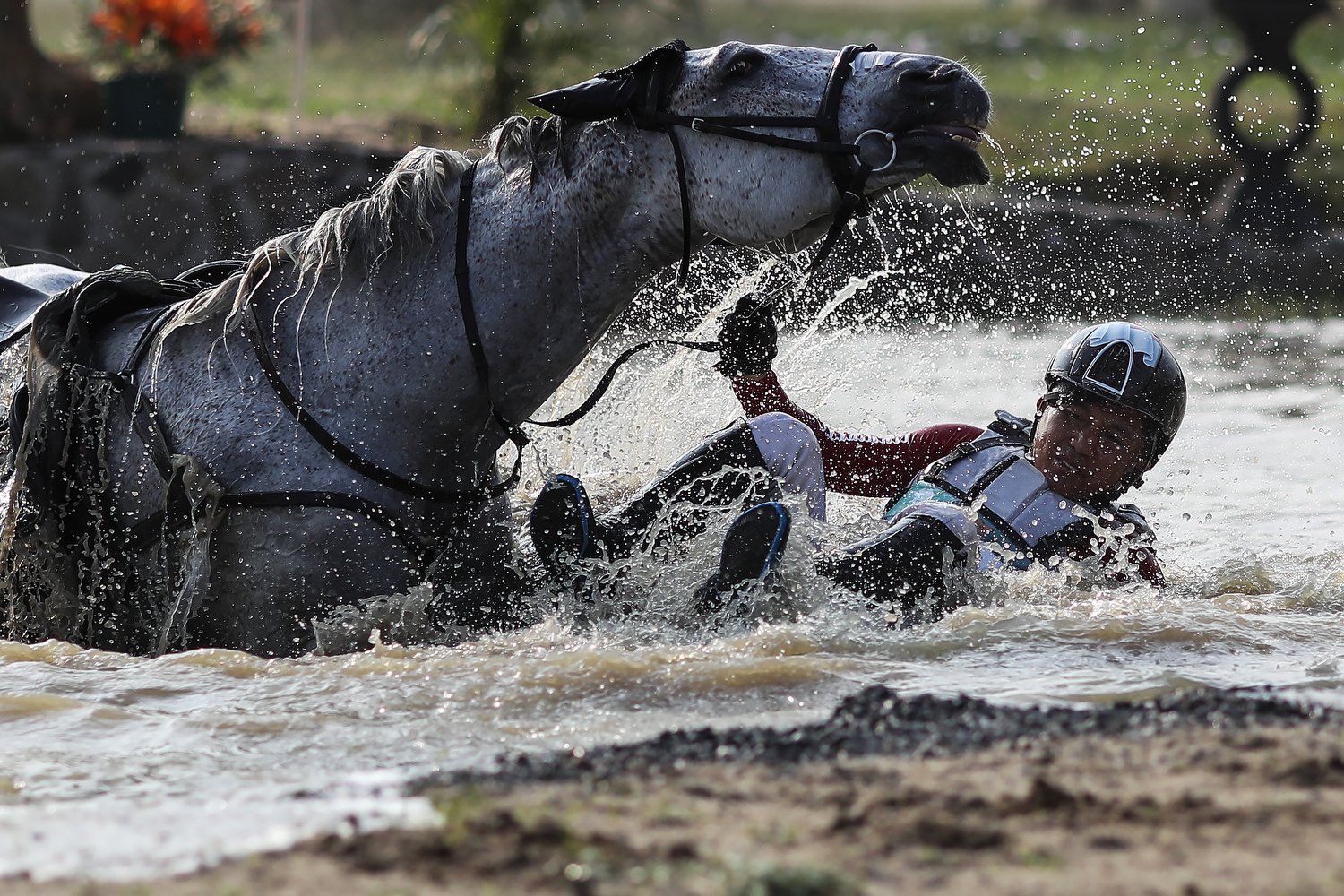  Alvaro Menayang of Indonesia falls of his horse, All Right, in the cross country discipline during the equestrian eventing competition of the 18th Asian Games at Jakarta International Equestrian Park on August 25, 2018 in Jakarta, Indonesia. (FEI/Yo