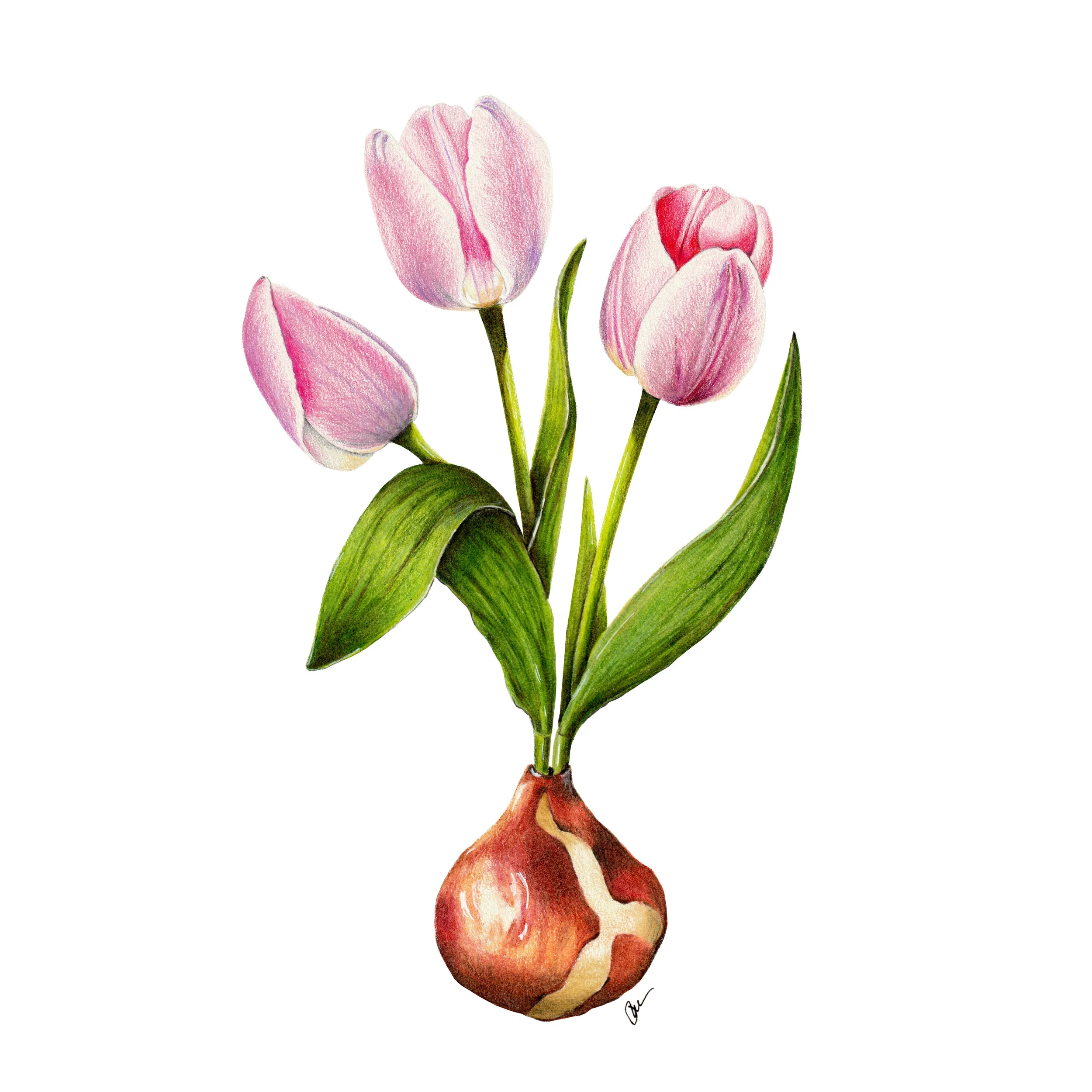 TULIPS