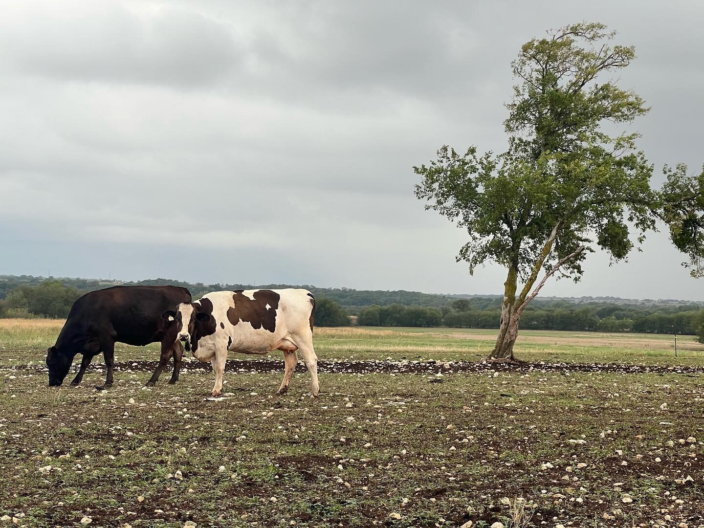 We often hear the expression-&lsquo;so and so is a real work horse&rsquo;, but we think it&rsquo;d be much better to say someone is a real &ldquo;work cow&rdquo;. Here to the ladies that really make it happen.