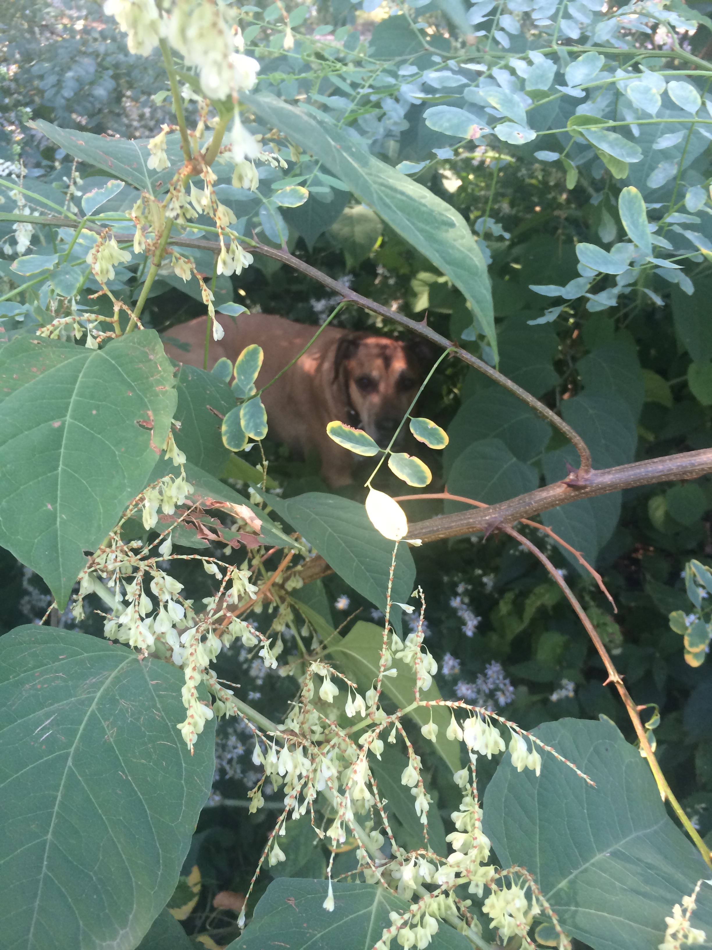 "Flora & Fauna", photograph 2014