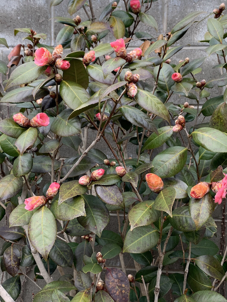 botanical #28