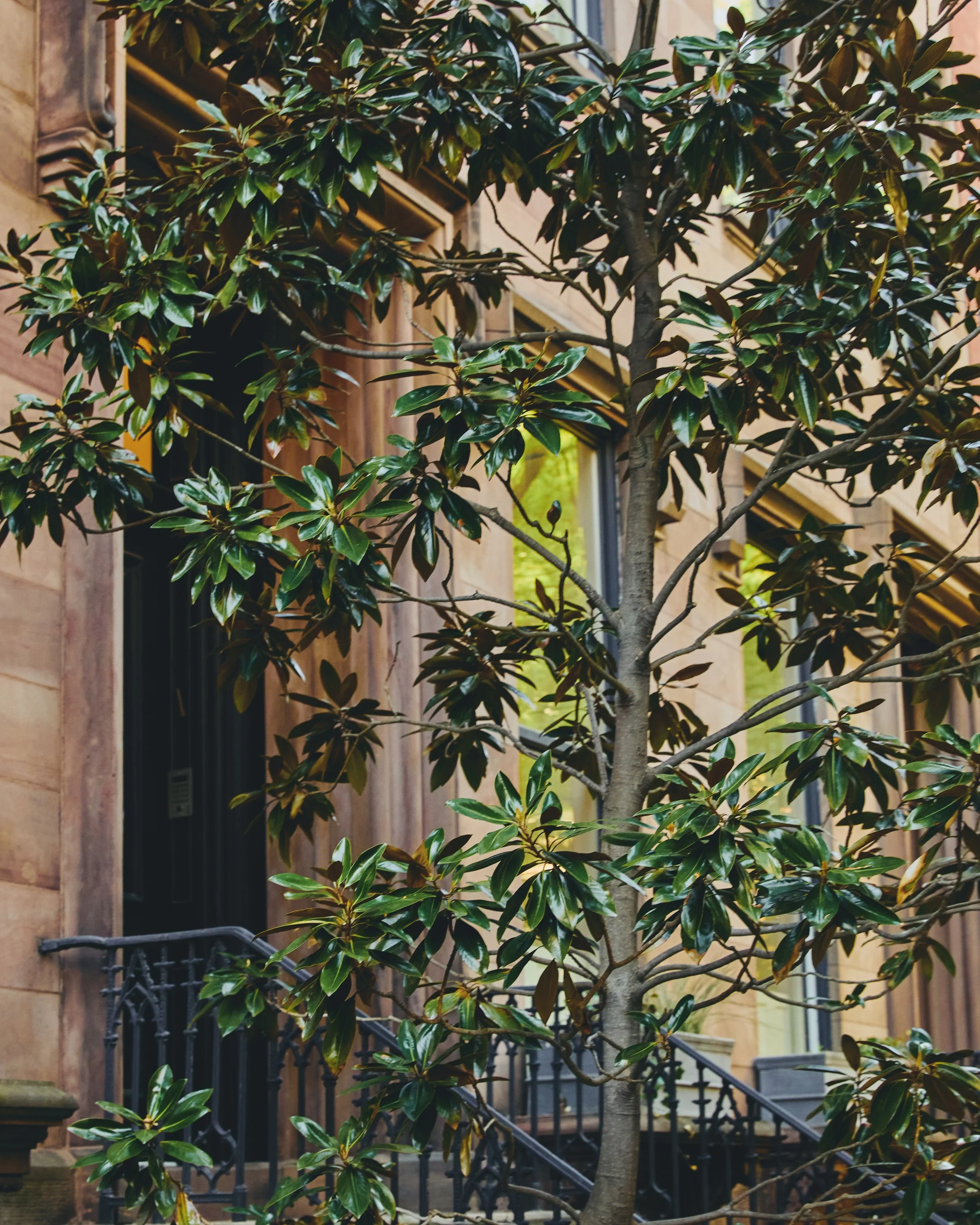 BrooklynHeights_SP26 7.jpeg