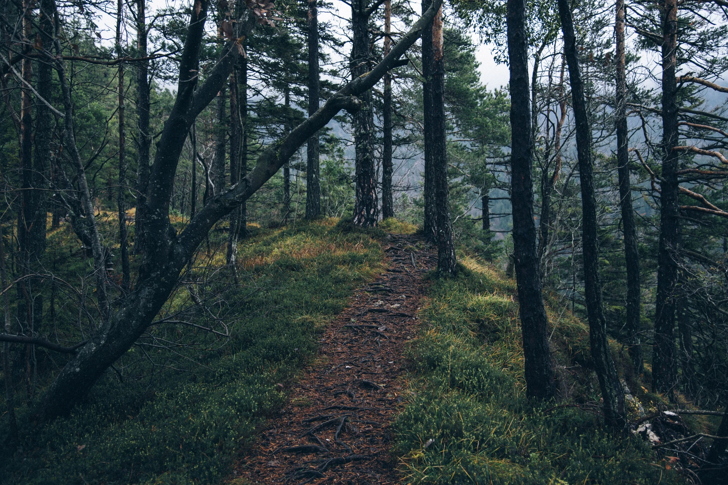 path.jpeg