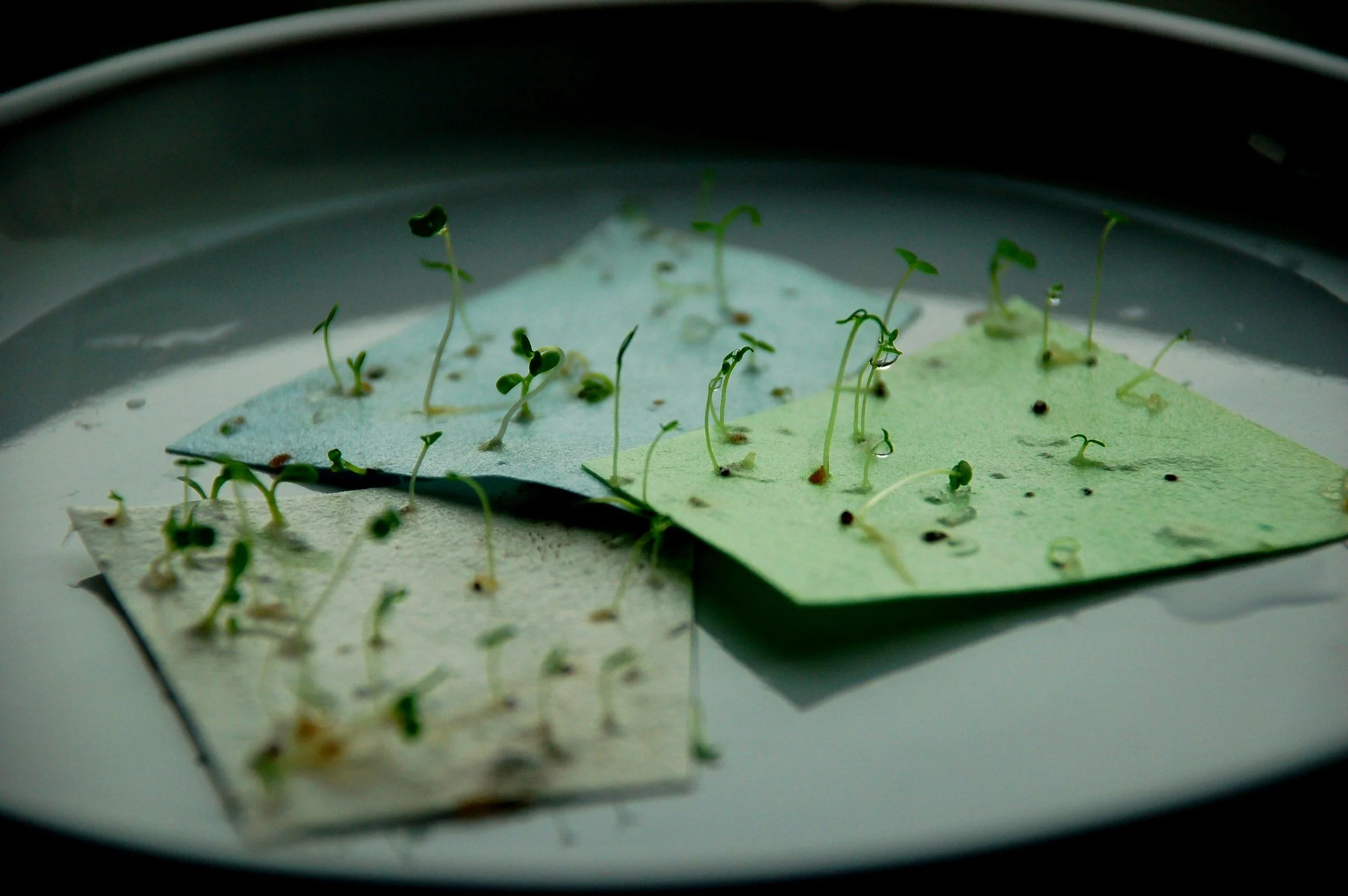 seedpaper.jpg