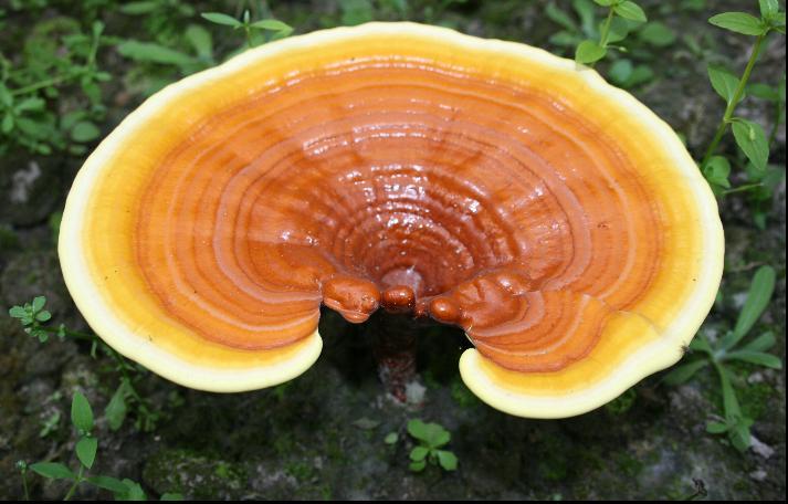 Medicinal Mushrooms Other Nutrients I Consume Daily Elsa Rhae