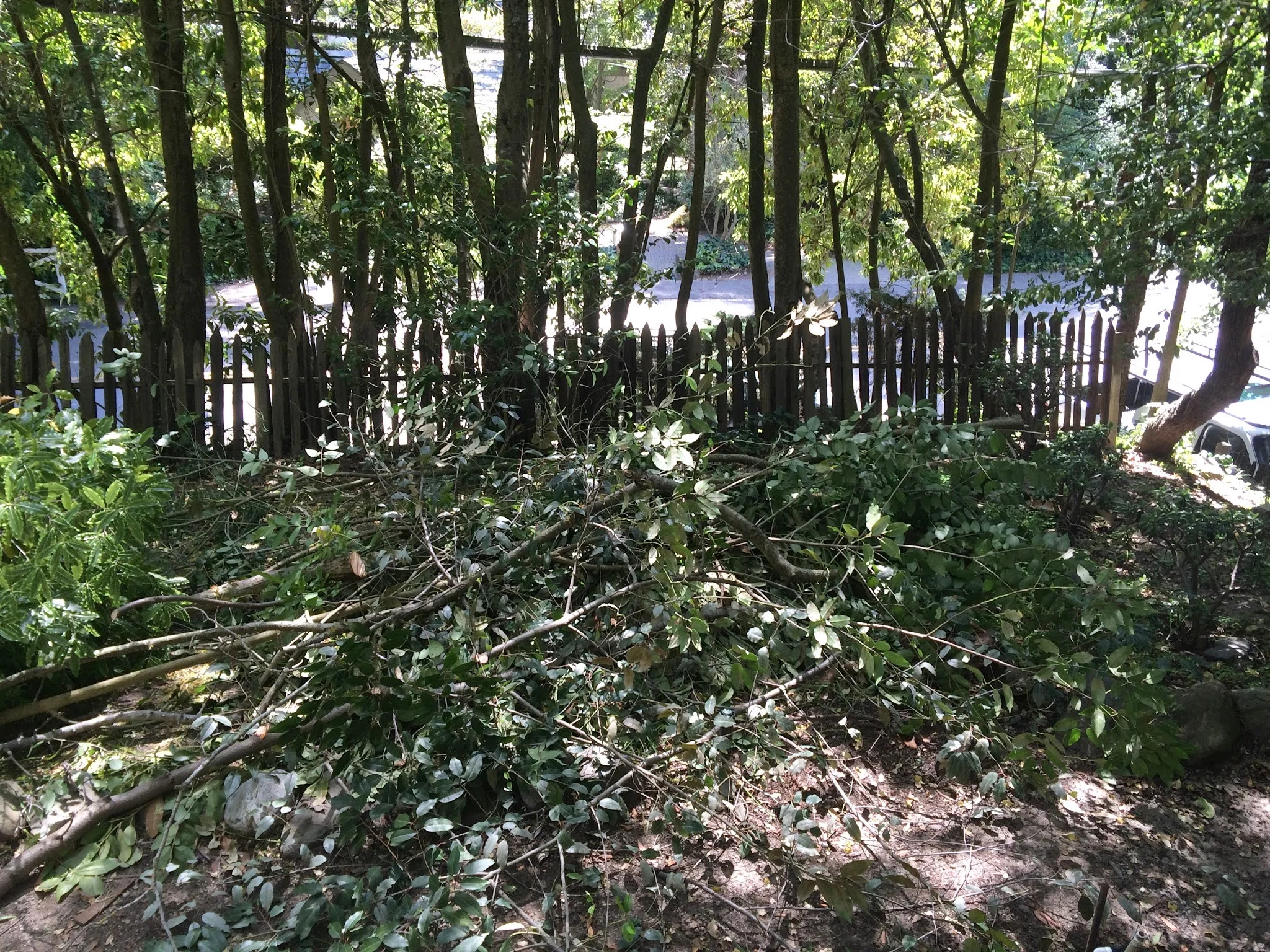 We Cut Trees!