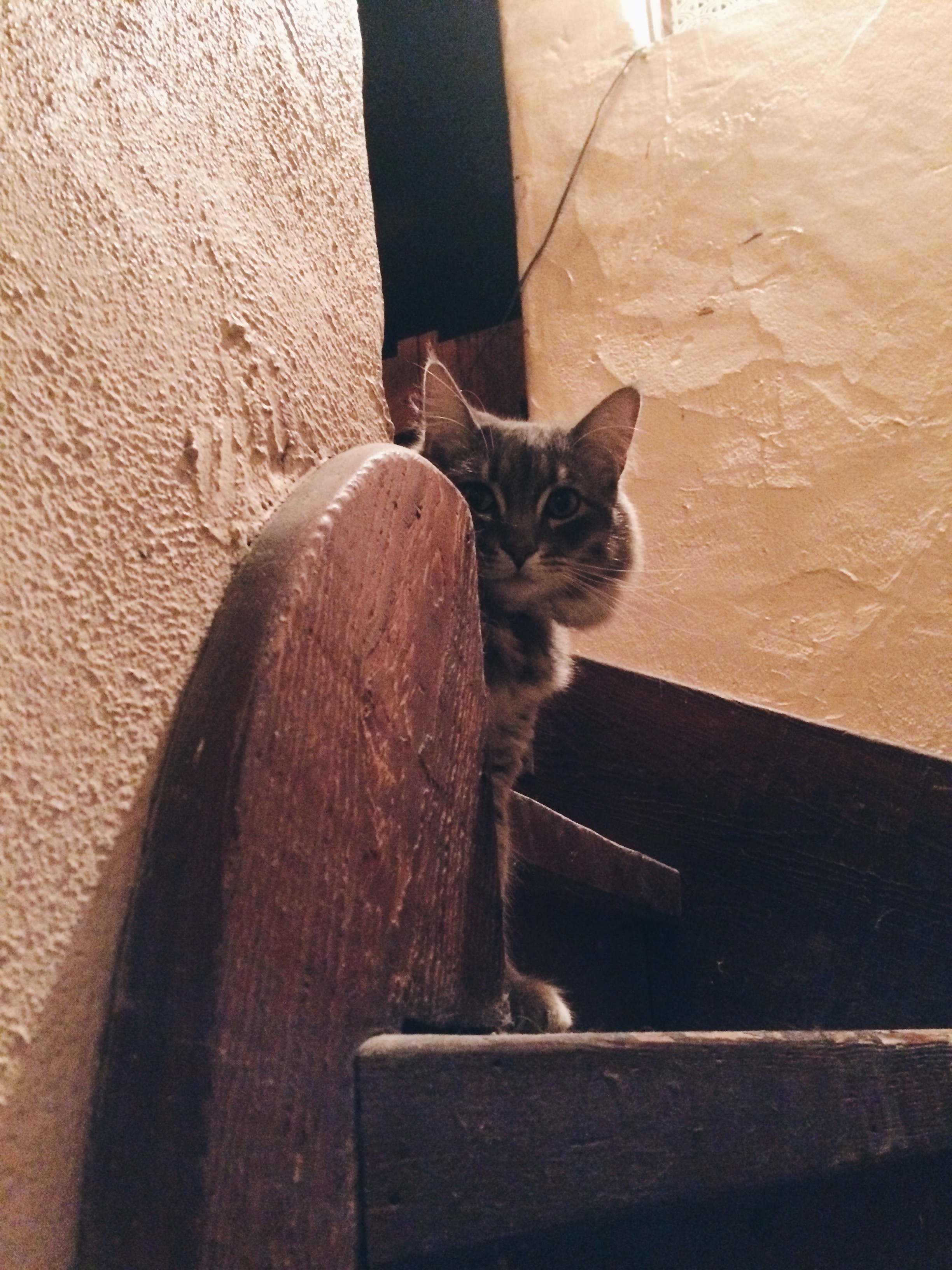 Meeko likes hanging out on the stairs