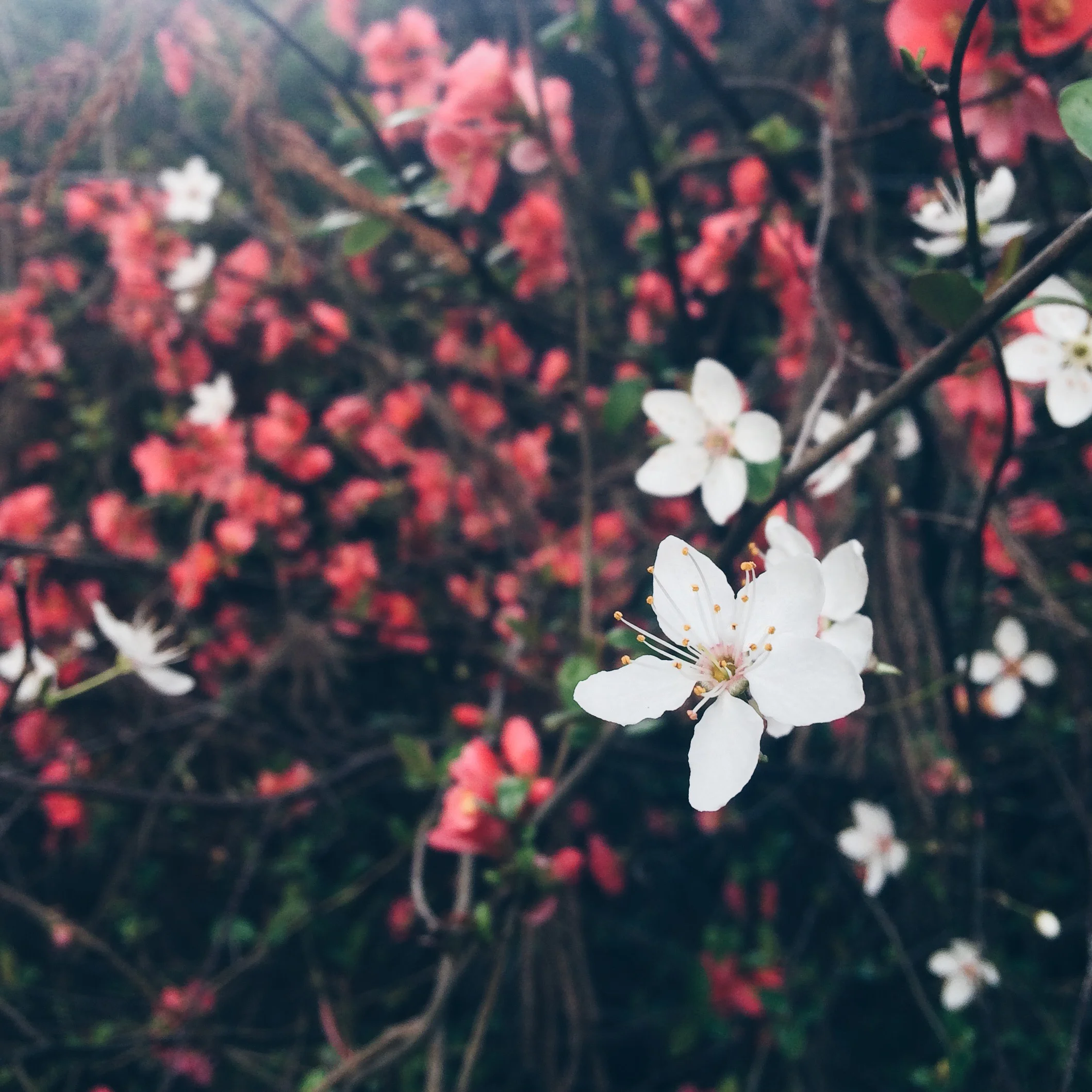 Flowering Plum Tree (white)