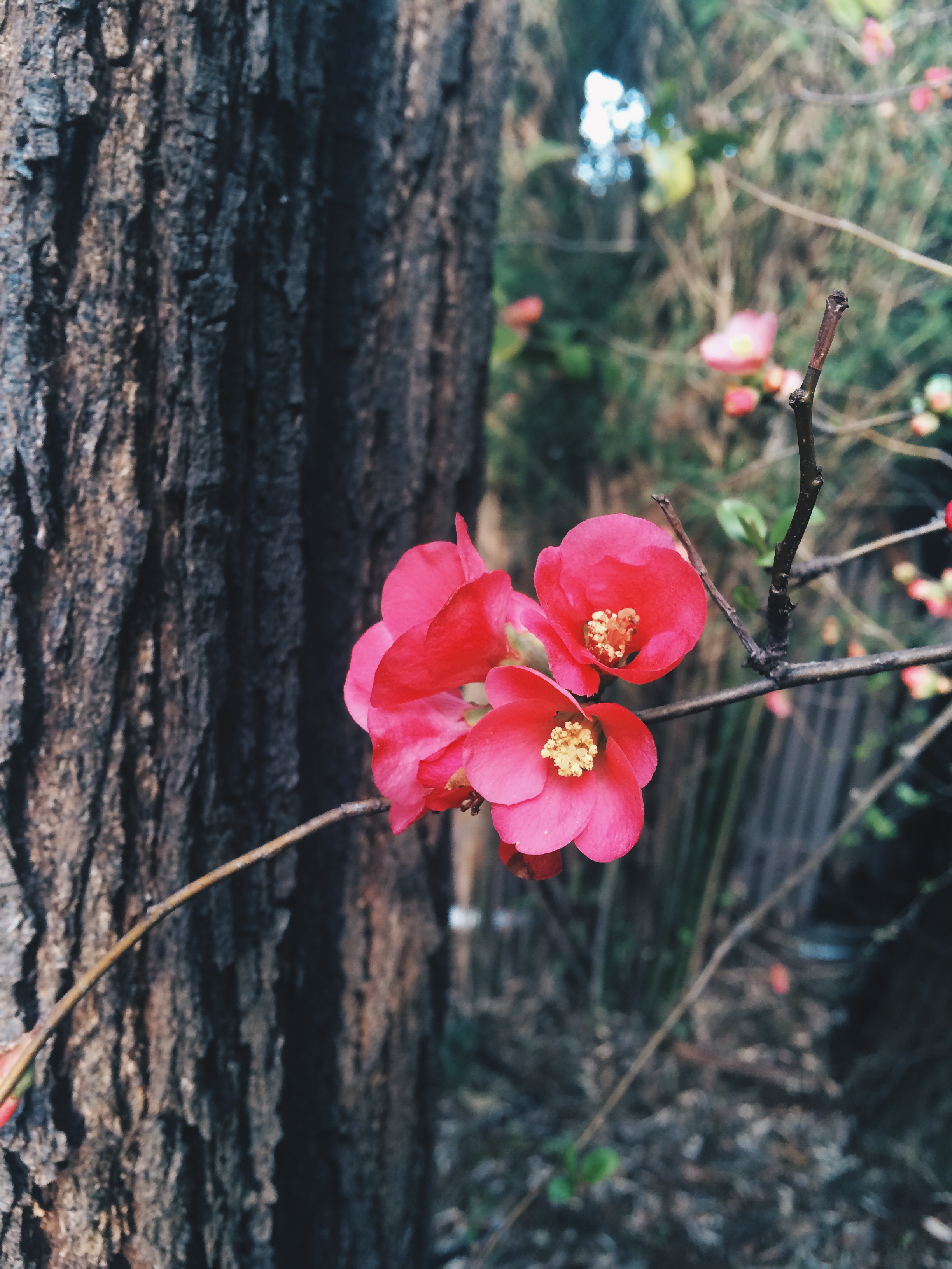 Pink Flowering Quince