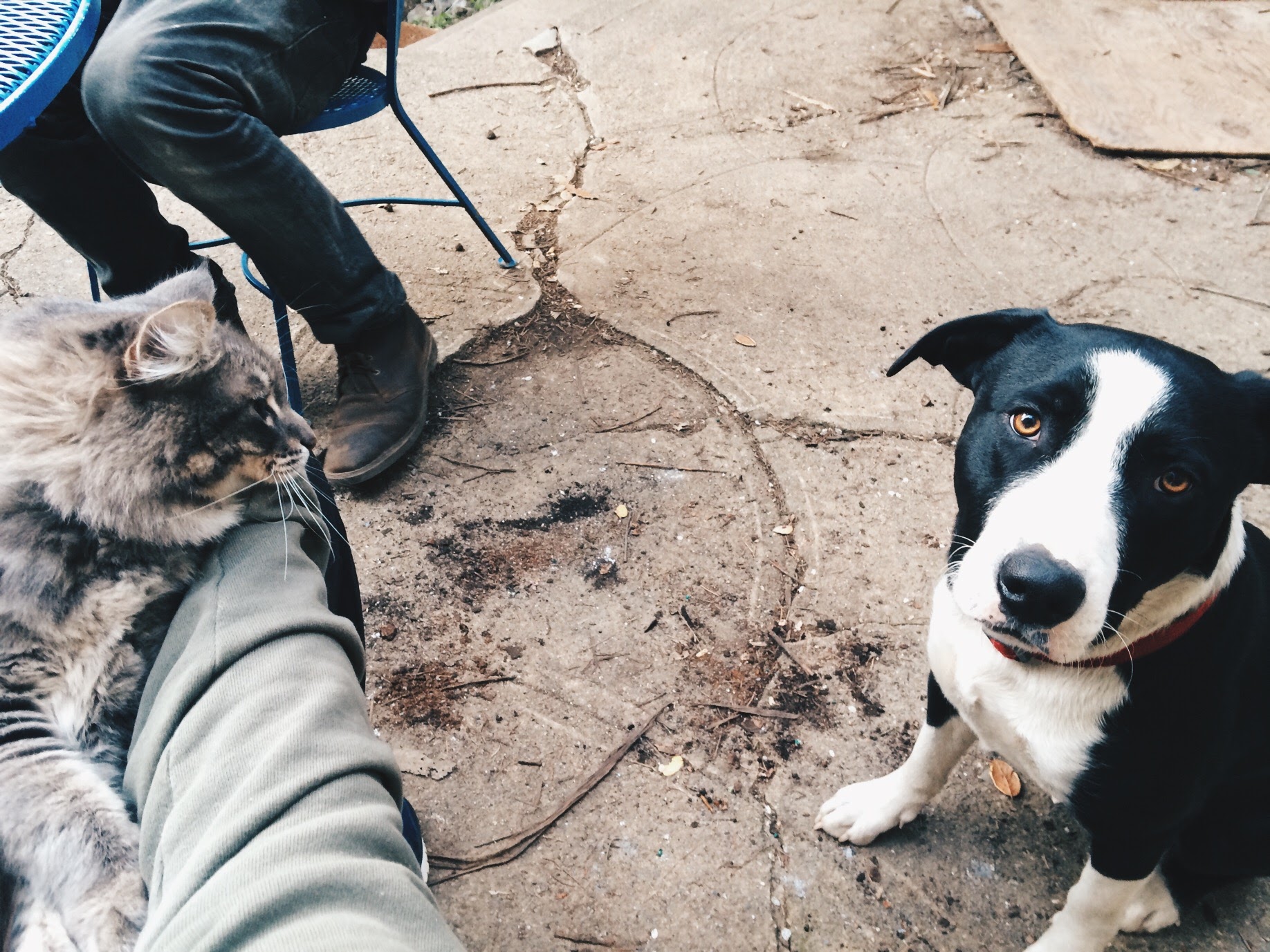 Meeko & Tuffy enjoying the backyard