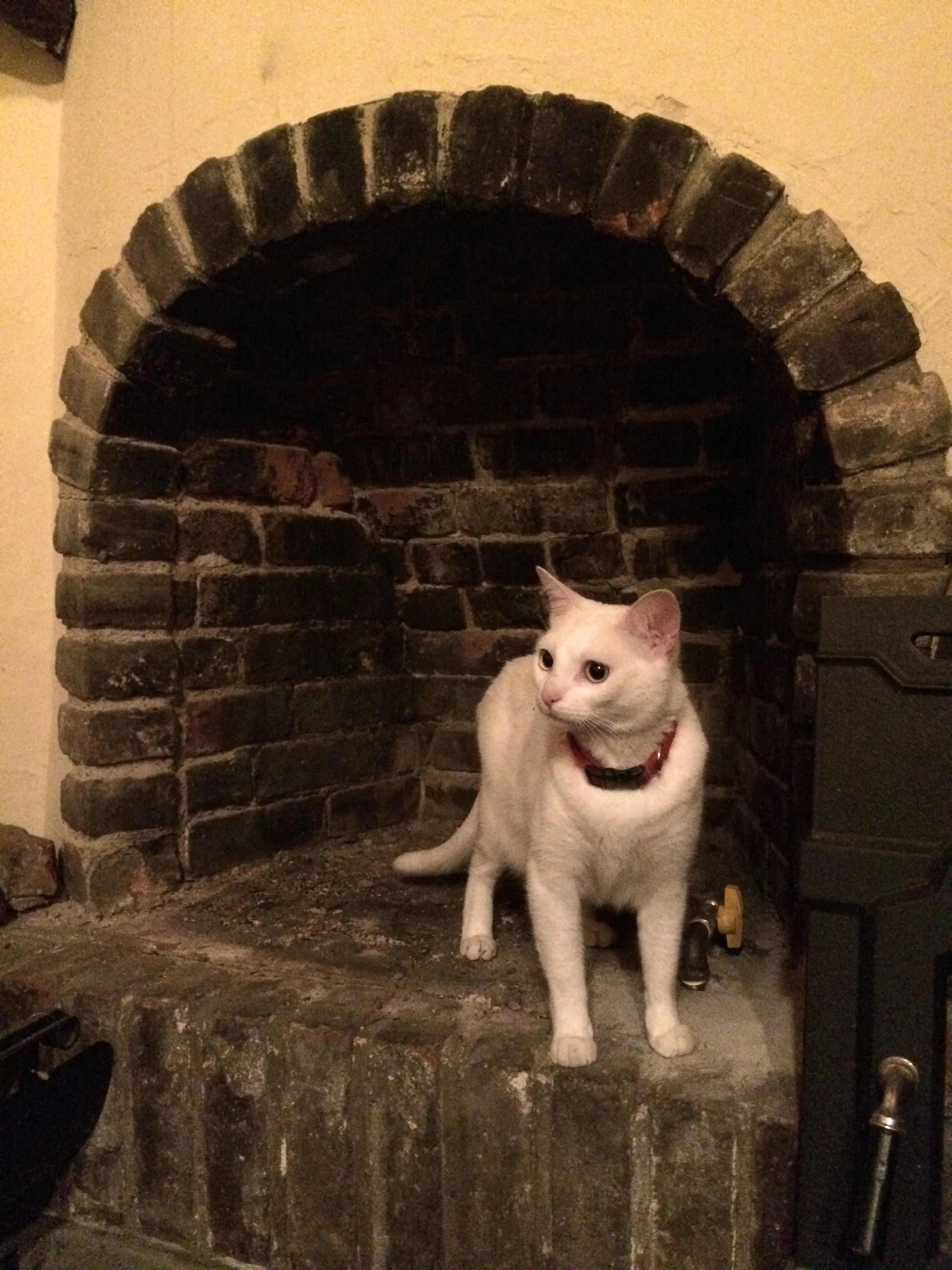 kitty in master bedroom fireplace