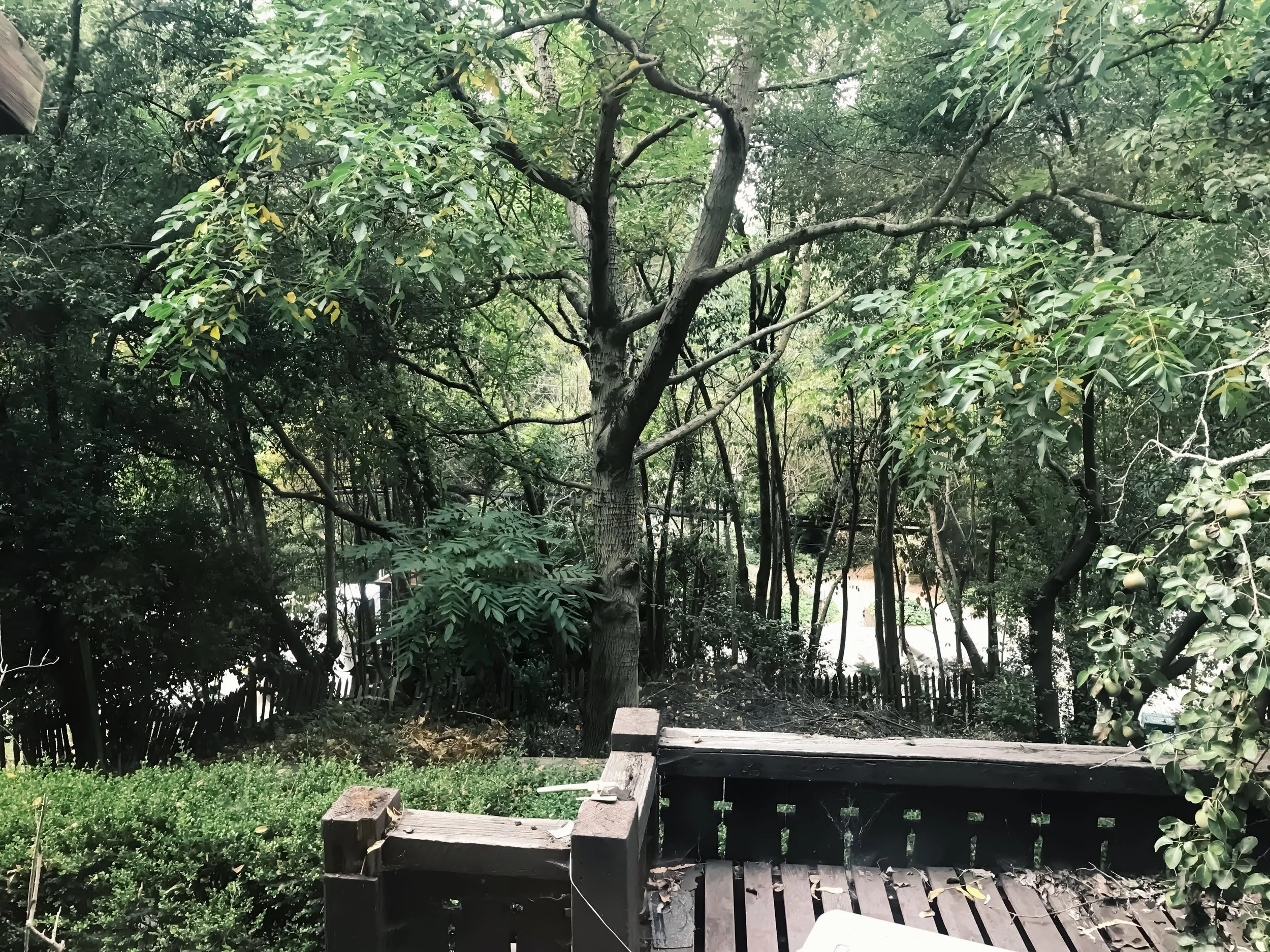 07.31.17 Pre-Tree Cutting