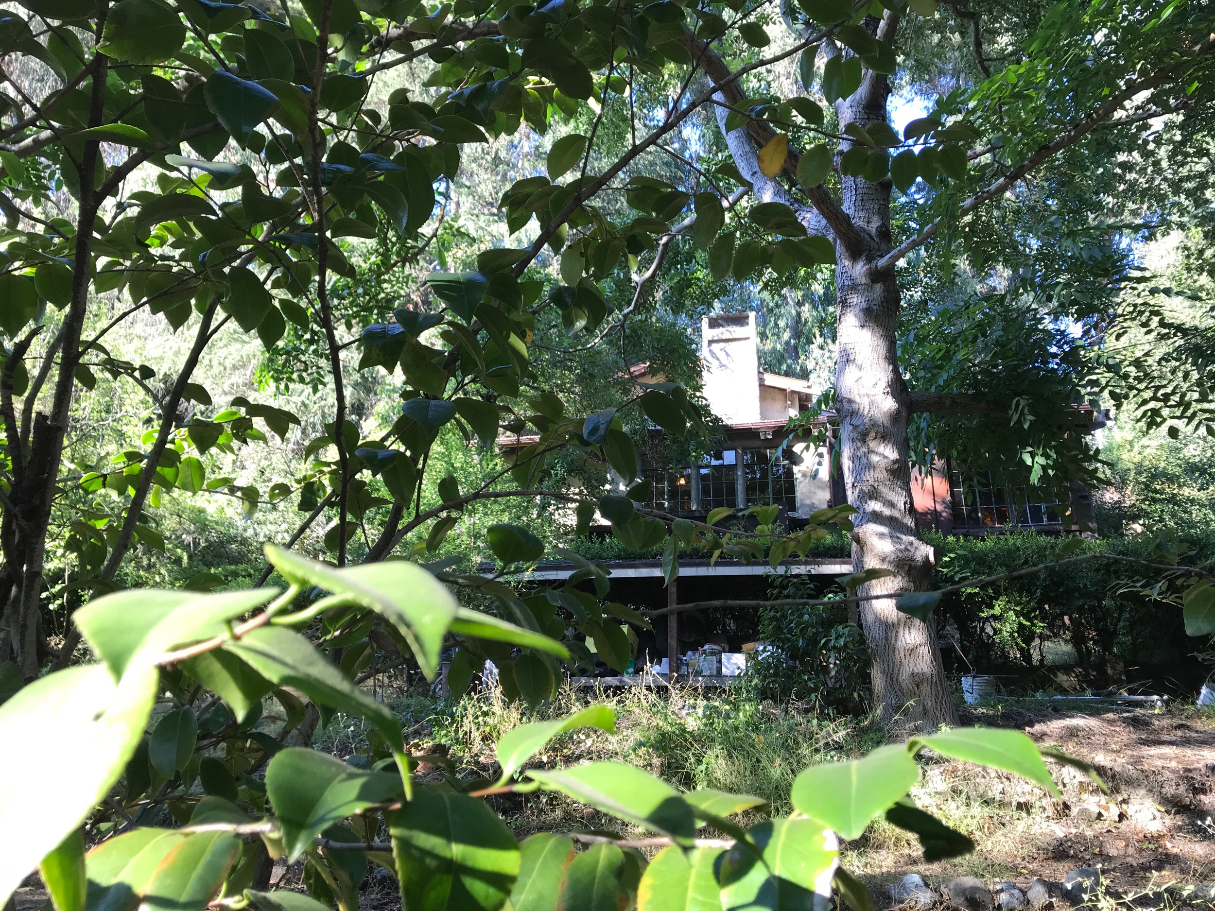 The 1927 Kingsley House, like the 1926 Reid House, was built by Rowland and Rowland and looks like a Maybeck design. The Kingsley house also has a large setback, a private northern entrance, a west facing 1.5 story living room, the Venturi chimney, and a stone faced garage in the front corner of the lot whose roof is at ground level to add yard space, just like the Reid House.