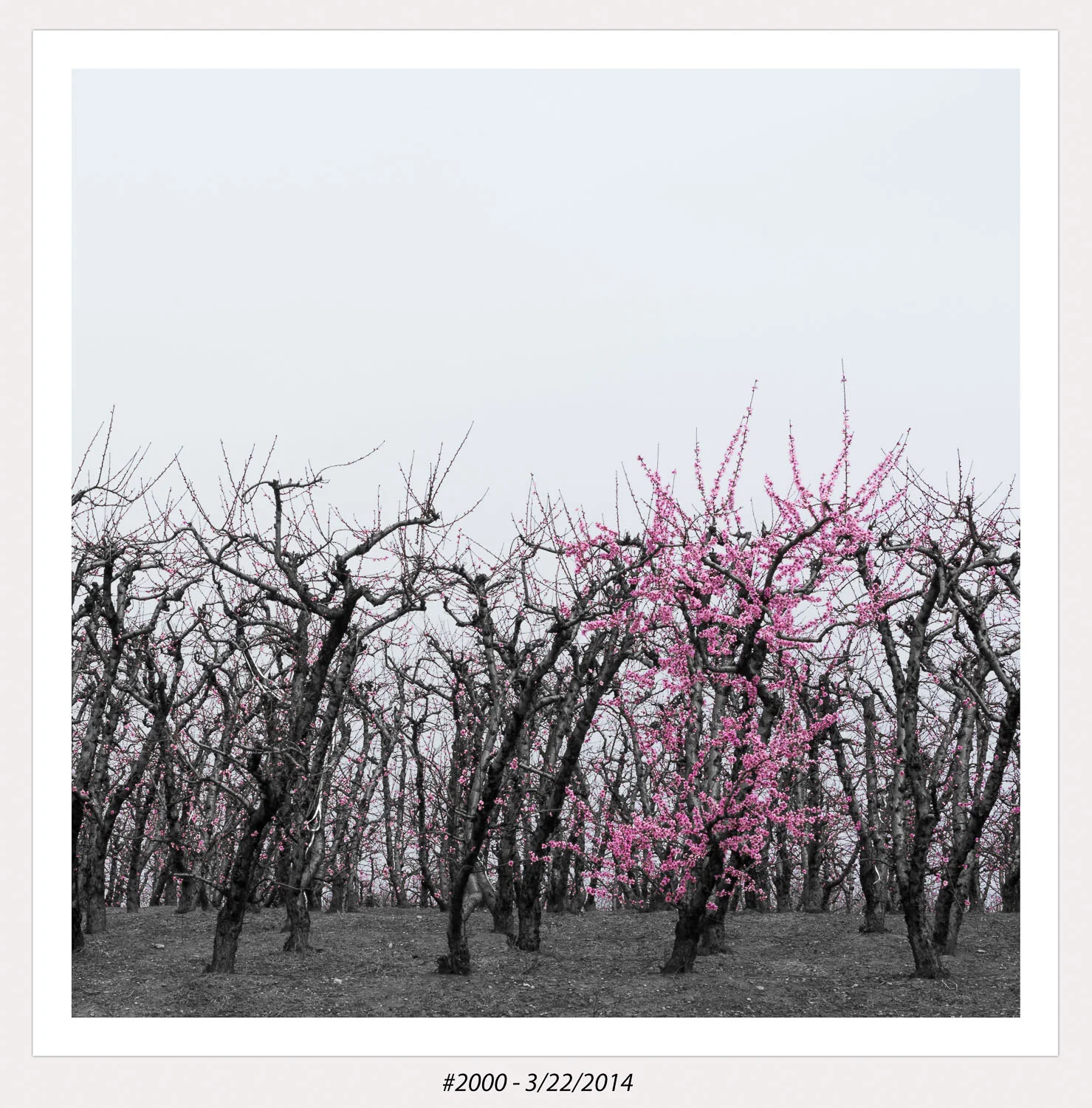 SC Hwy 11 - Peach Blossoms