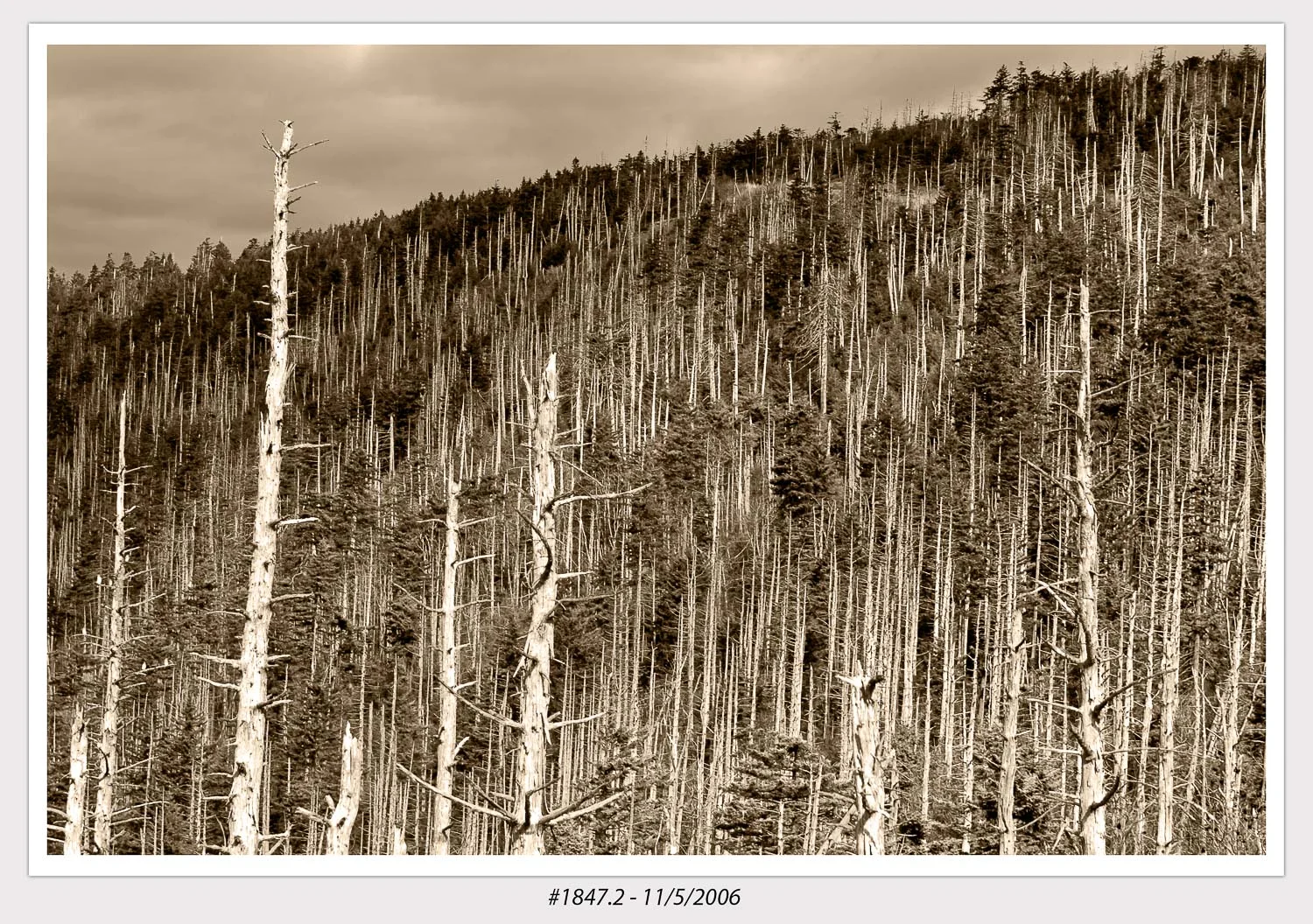 Clingmans Dome, Great Smoky Mountains National Park