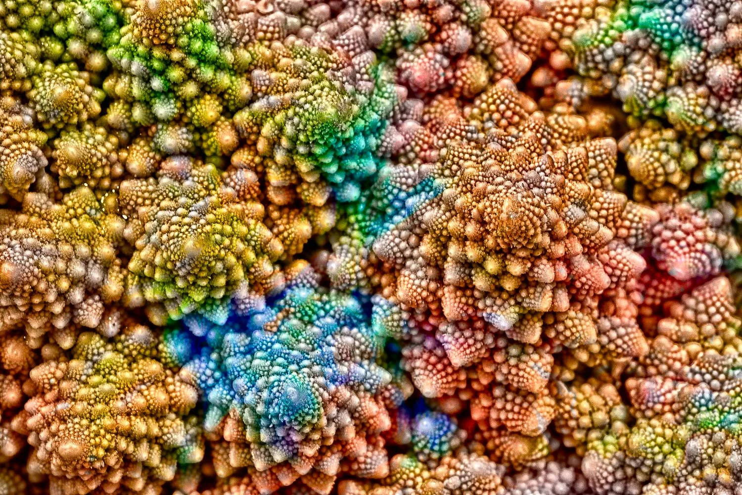Rainbow Romanesco