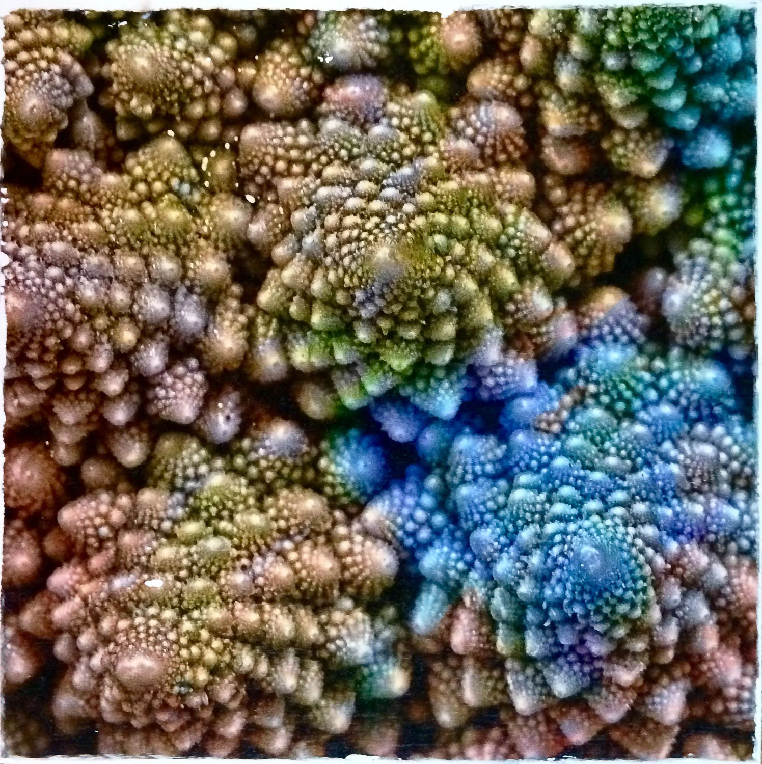 Rainbow Romanesco Image Transfer