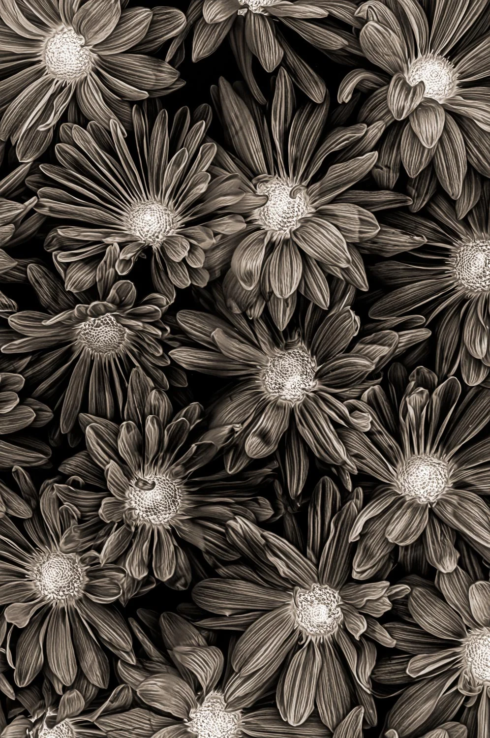 Daisies