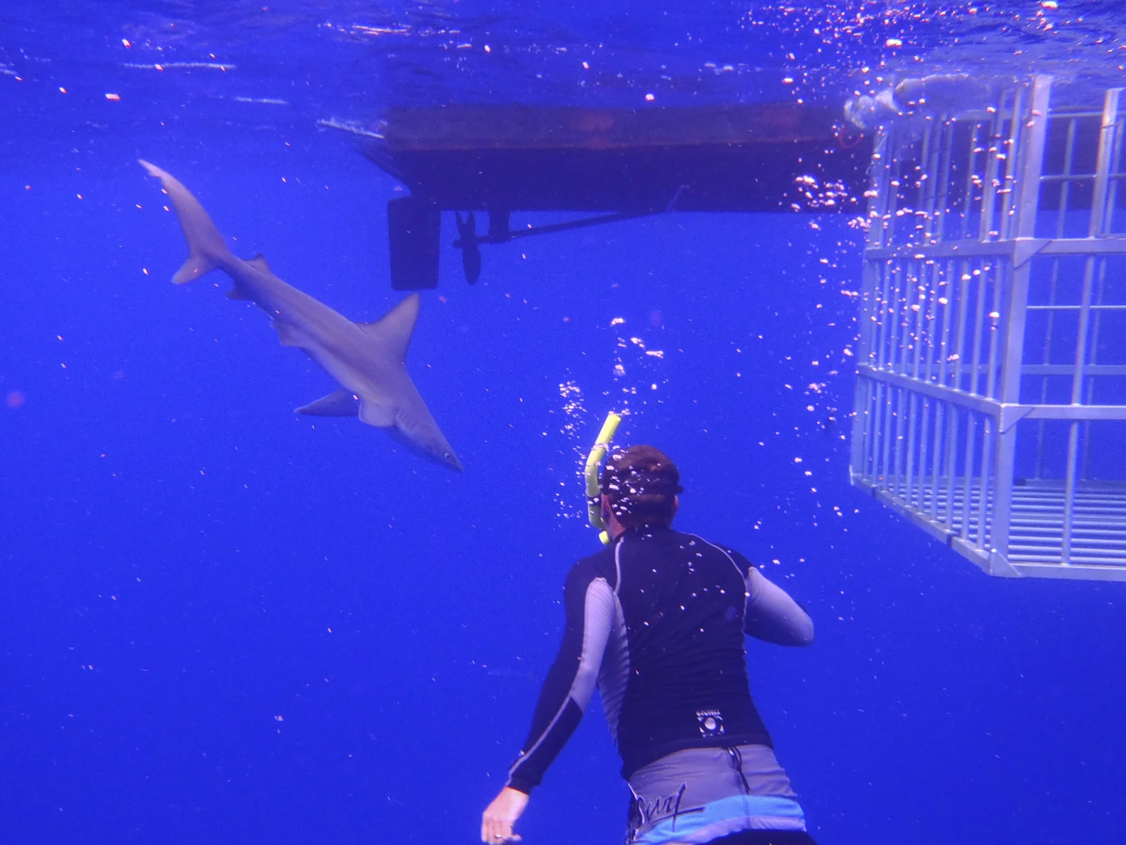 Hawaii WildSide with Dr. Andrew West An exciting adventure TV series highlighting true animal/ human dramas in the fascinating and beautiful Hawaiian islands. Learn More