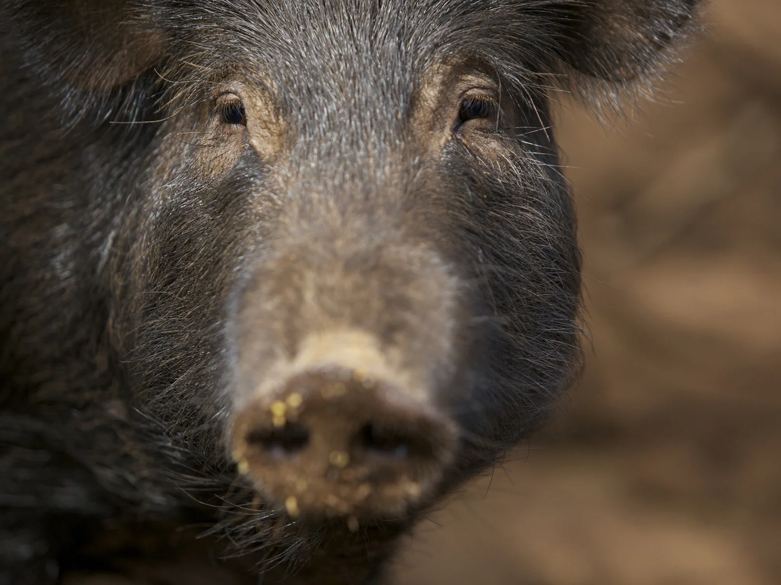 Hawaii WildSide with Dr. Andrew West An exciting adventure TV series highlighting true animal/ human dramas in the fascinating and beautiful Hawaiian islands. Learn More