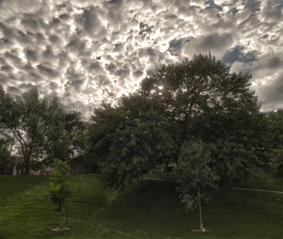 HDR trees 3.jpg