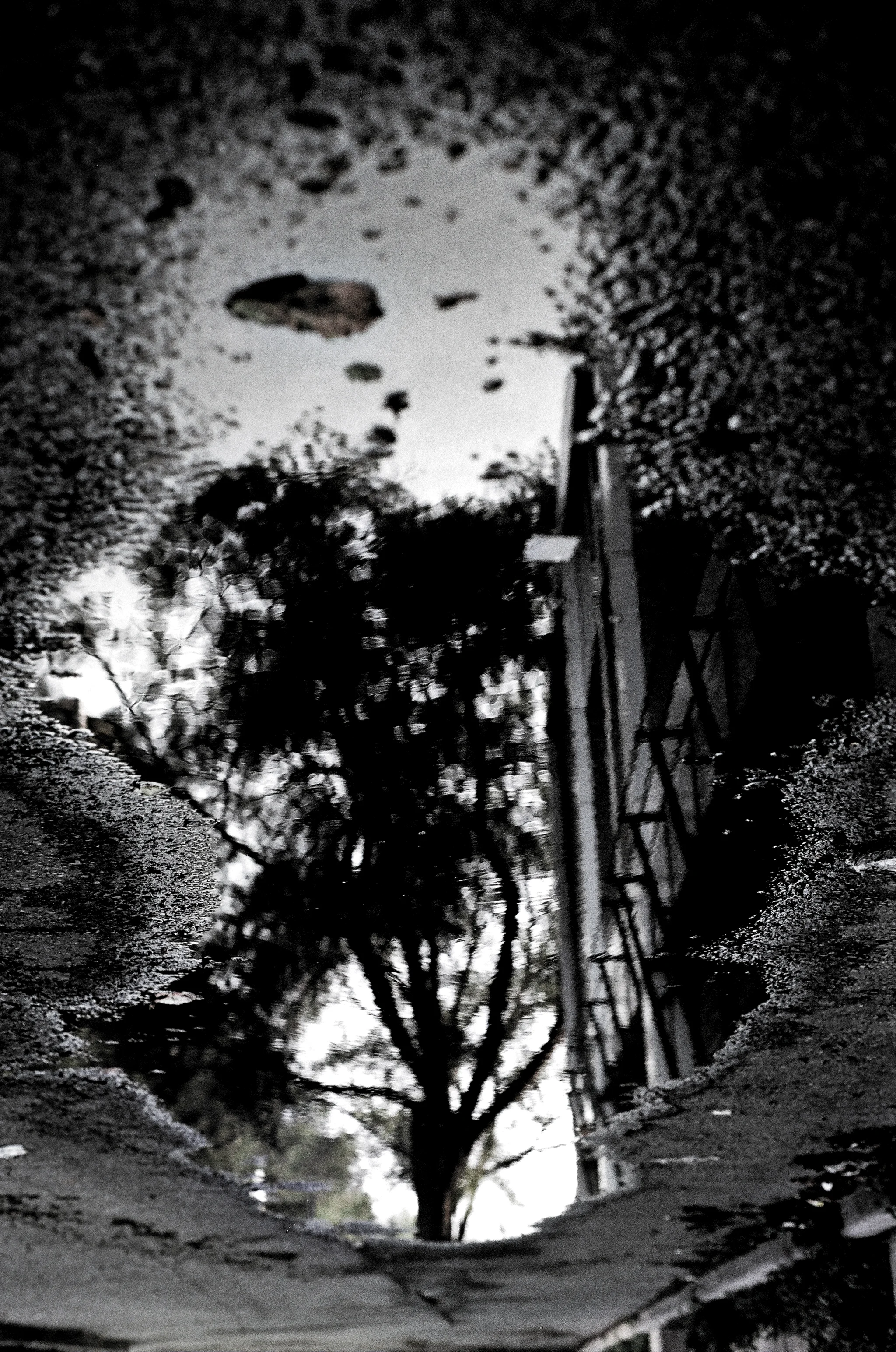 Reflection of Tree.jpg