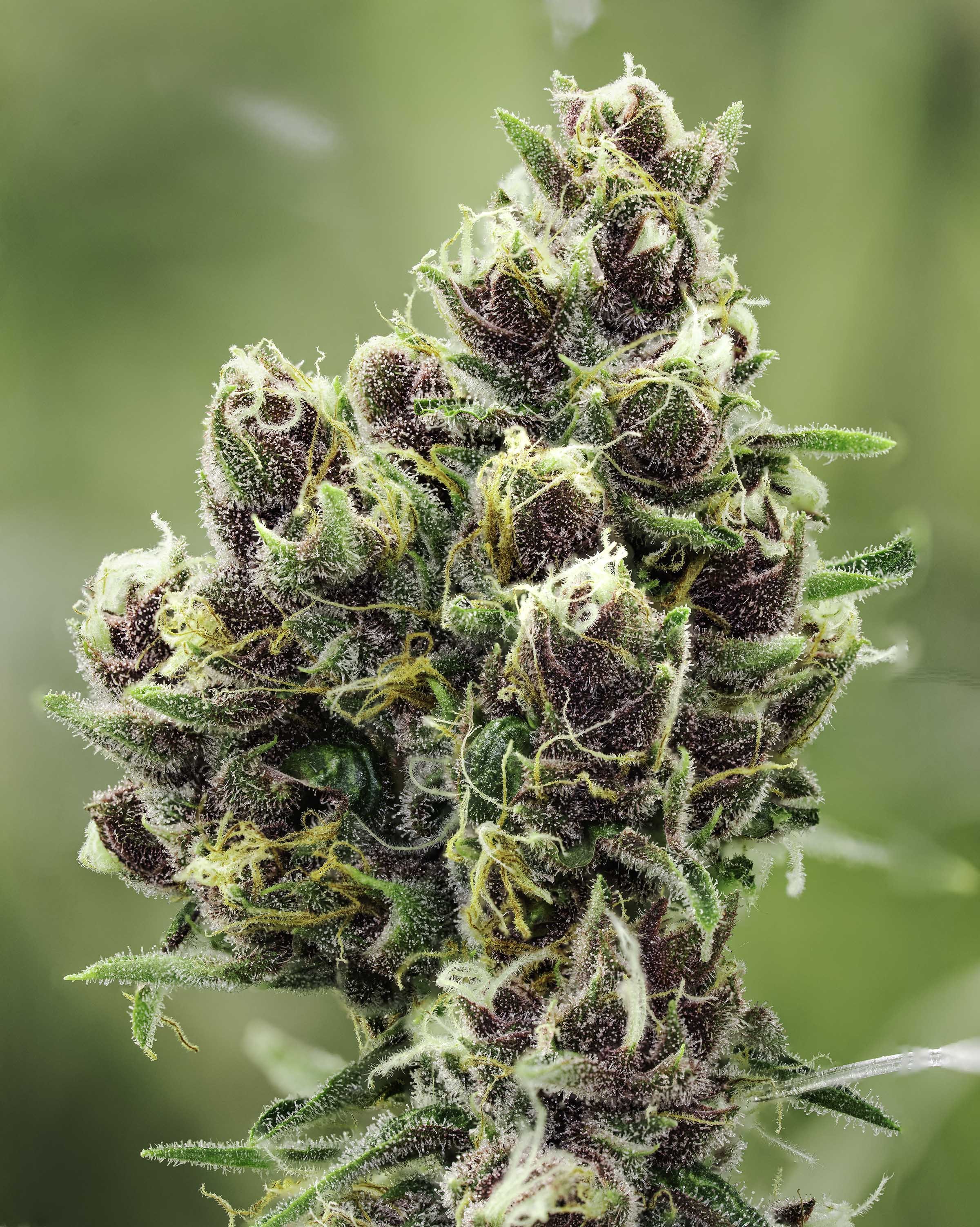 Aurora-Plant-Cannabis-Rex-Macro-V2-72ppi.jpg