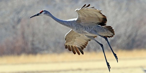 bird_sandhill-crane-national-wildlife-refuge-new-mexico_bob-zeller_600x300.jpg