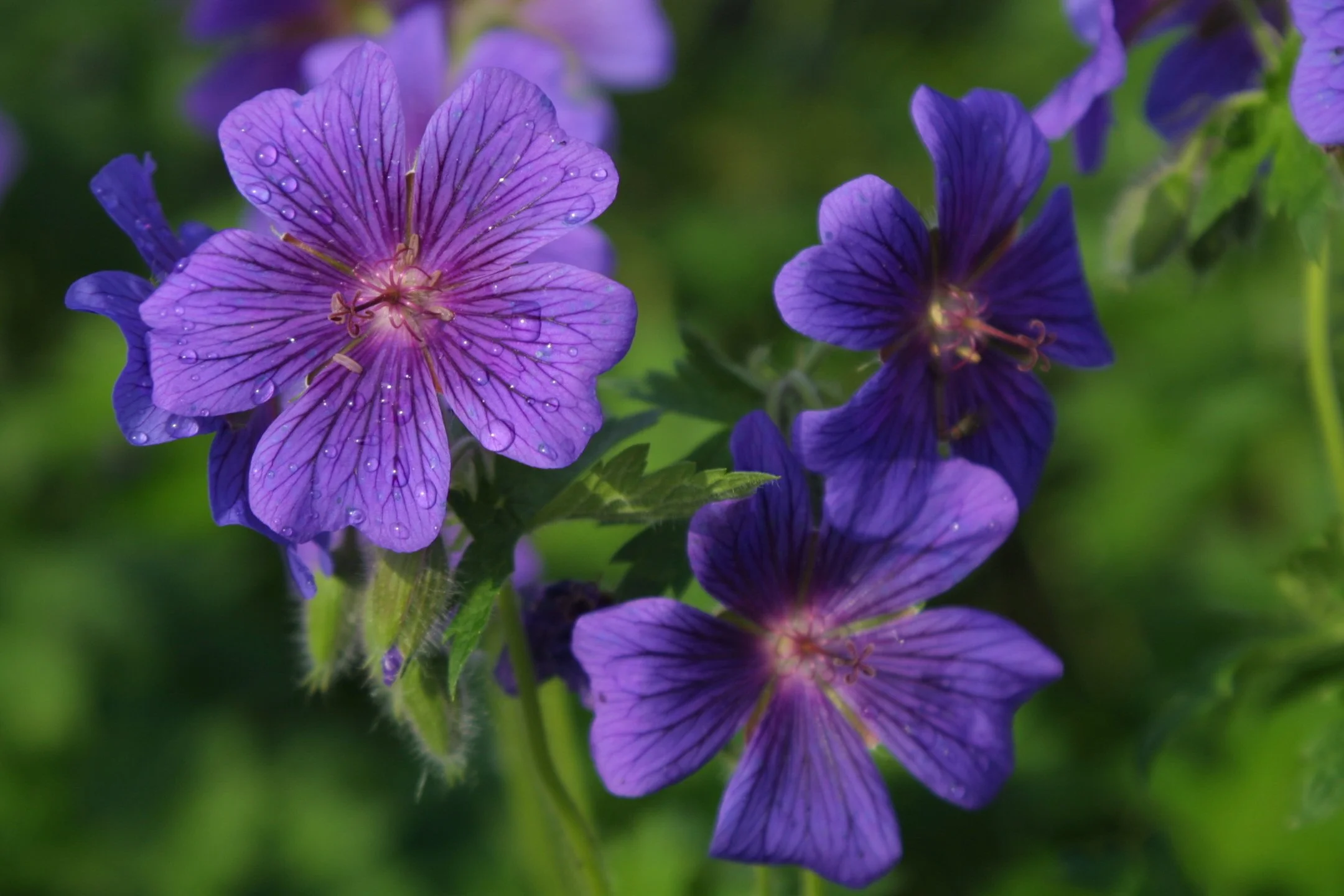 Capernaum Flowers Purple.JPG