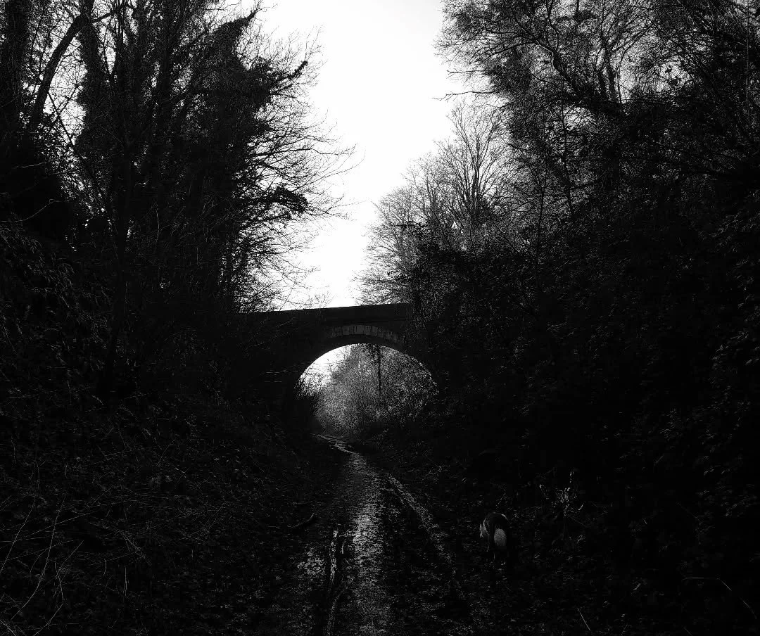 The way through the black trees with the dog.jpeg