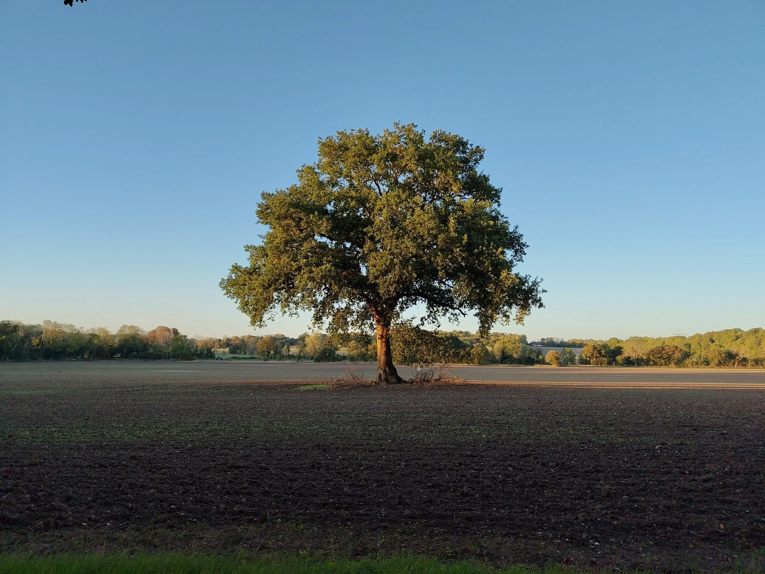 processed_1000042014.jpg