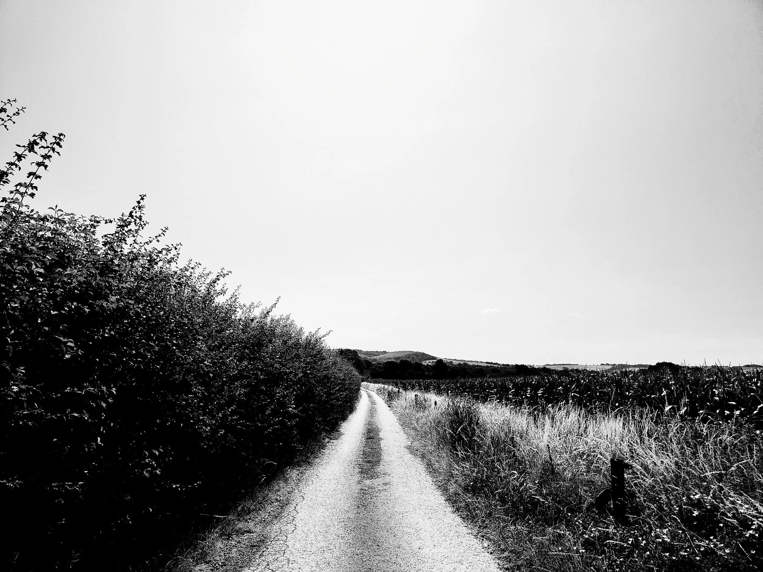 processed_1000034040.jpg