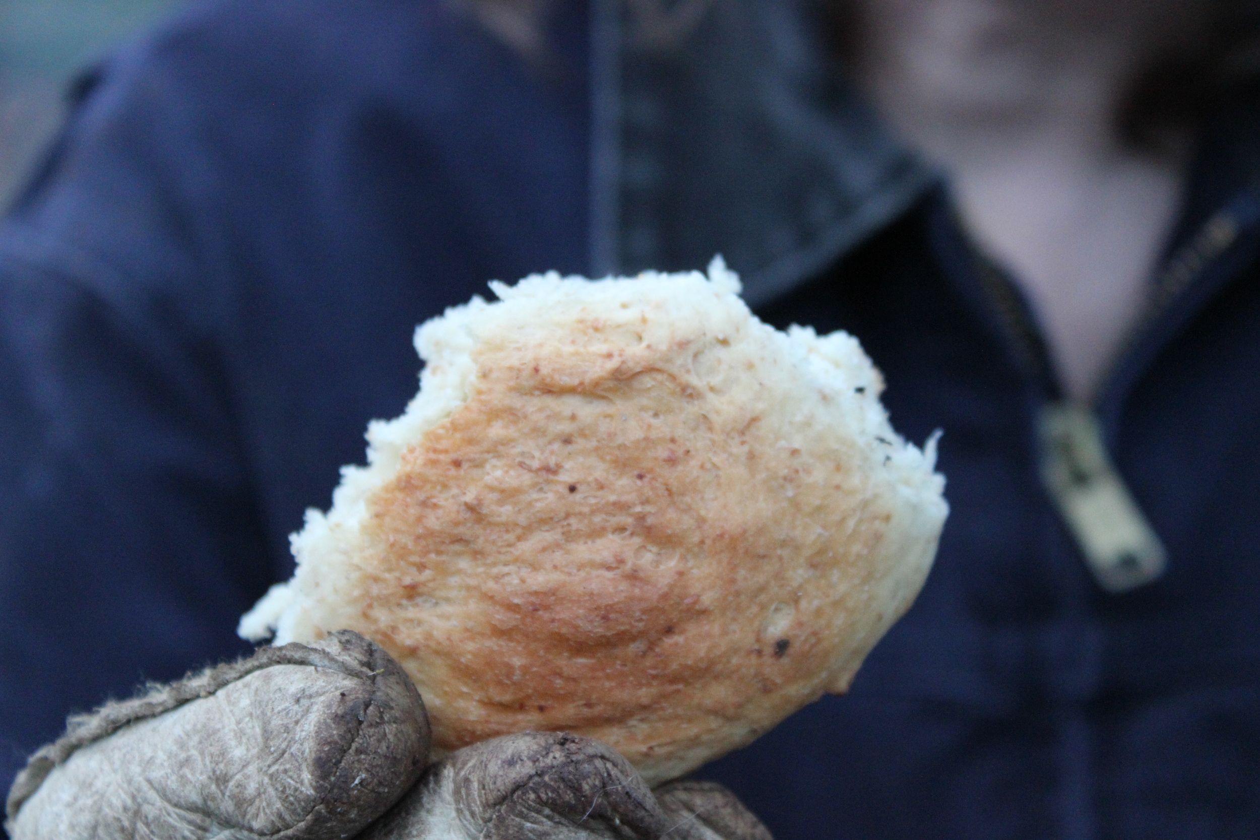 Fresh Dutch Oven Roll