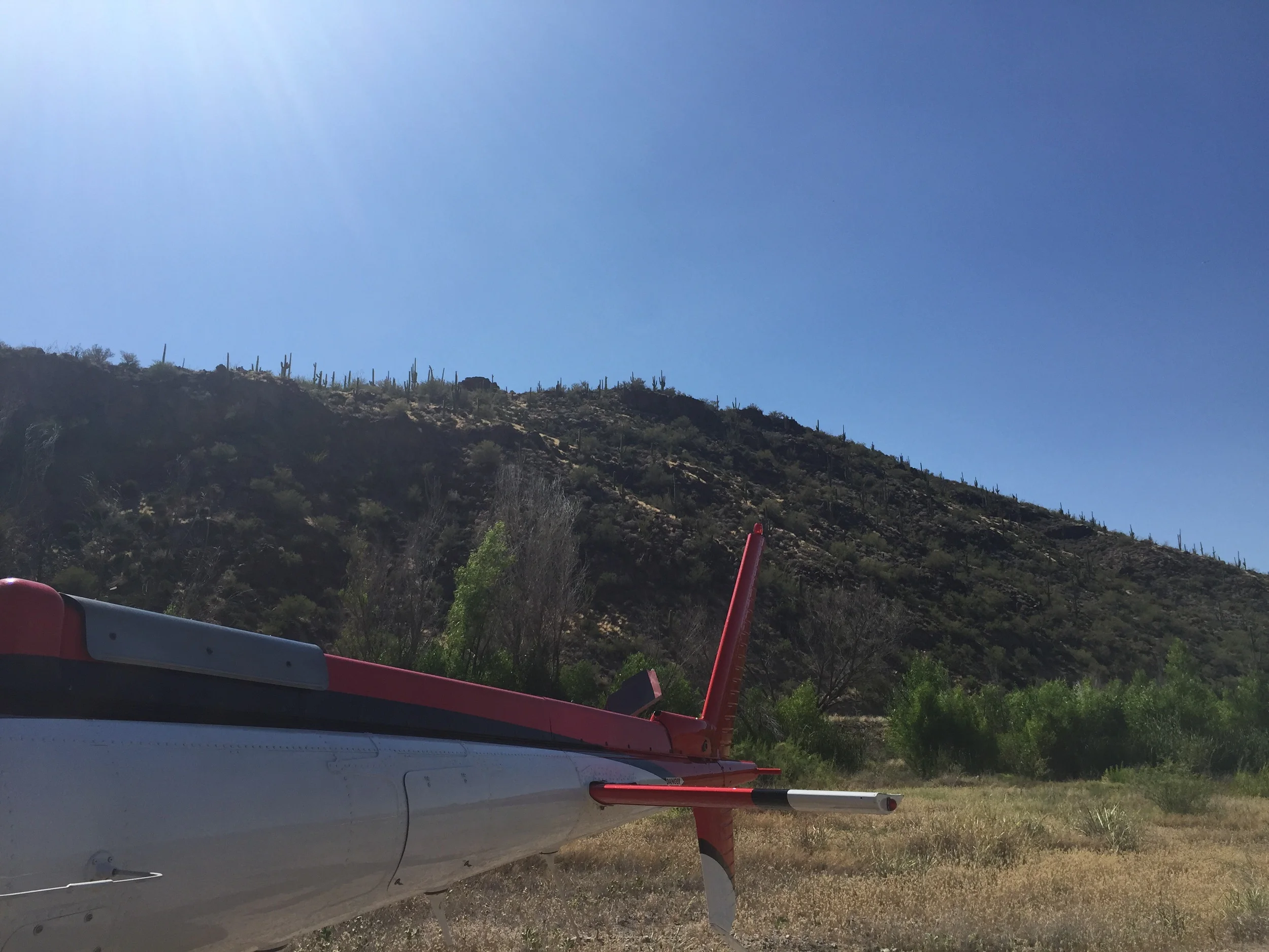 Some desert flora and fuana  