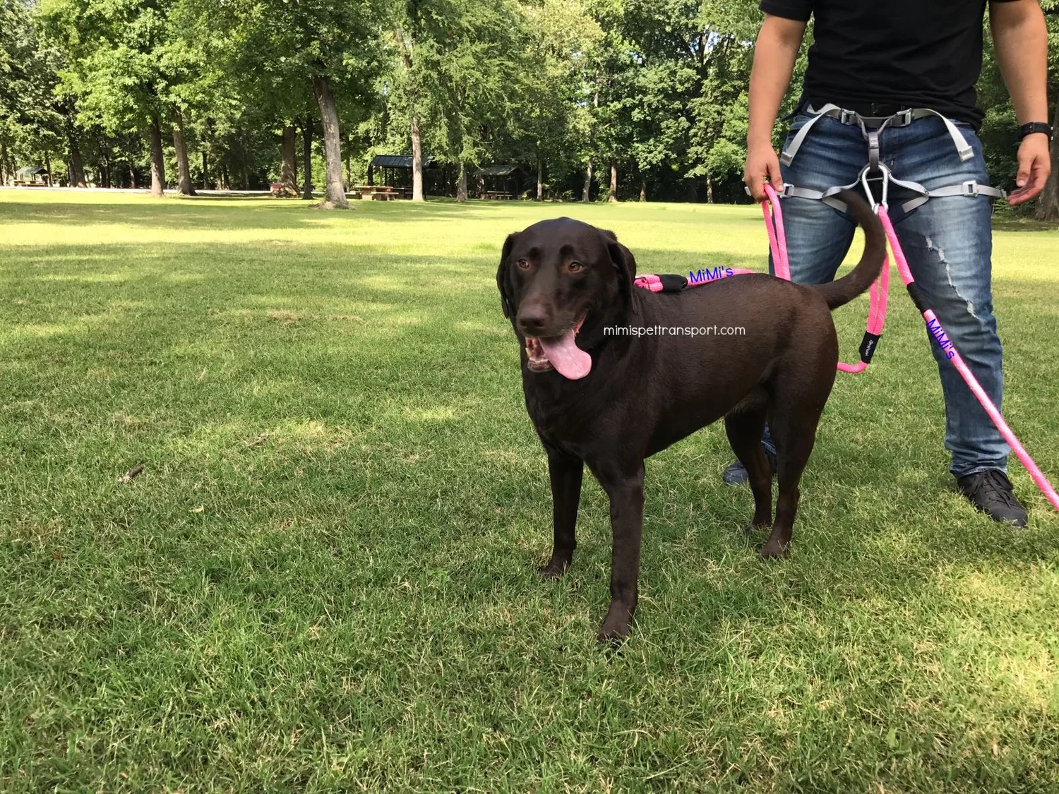 1 Private Long Distance Ground Dog & Cat Pet Transport Reviews