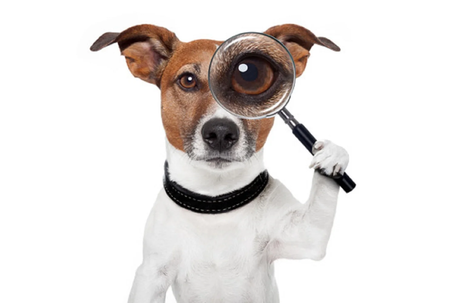 searching dog with magnifying glass searching dog with magnifying glass